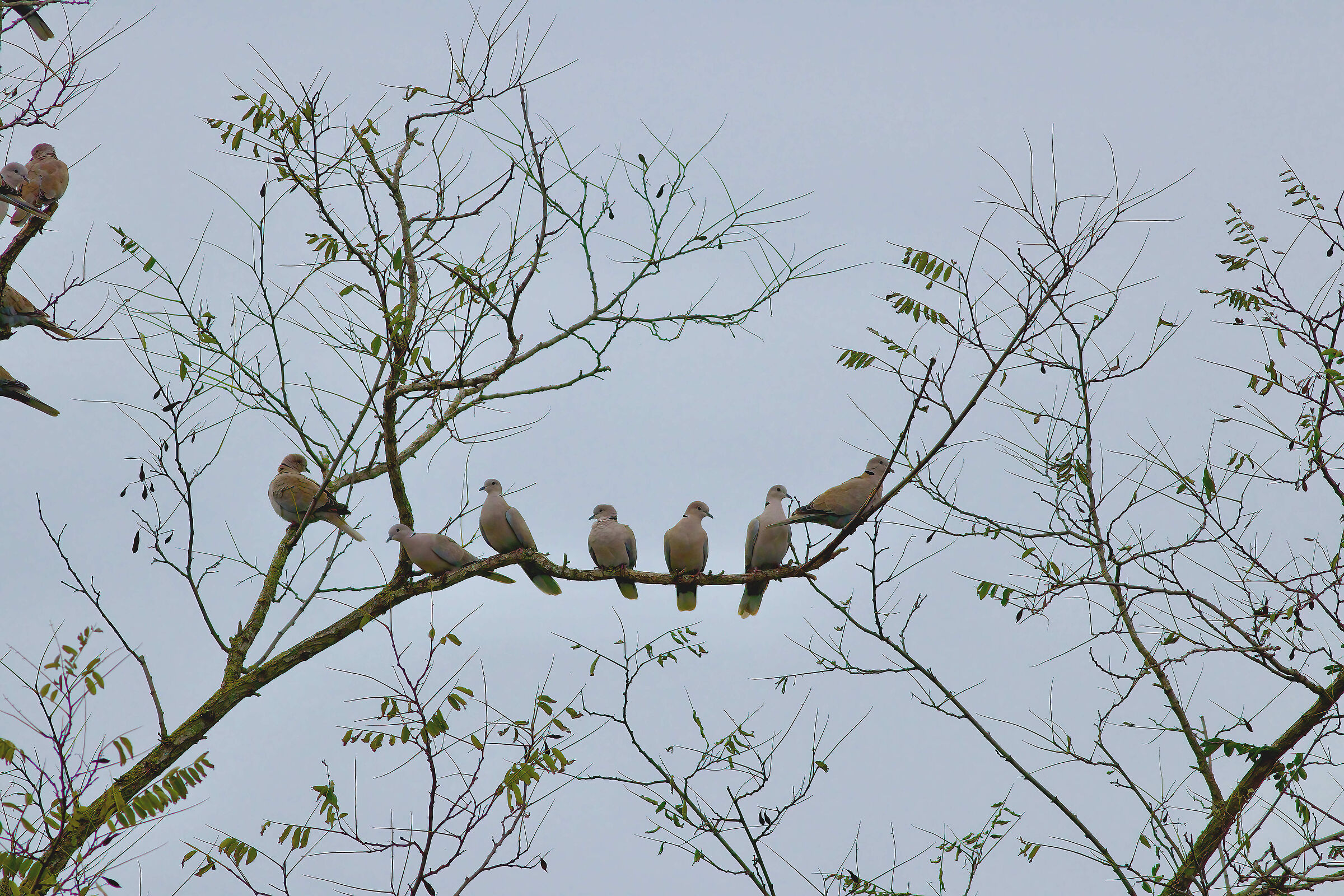 Collared turtledoves