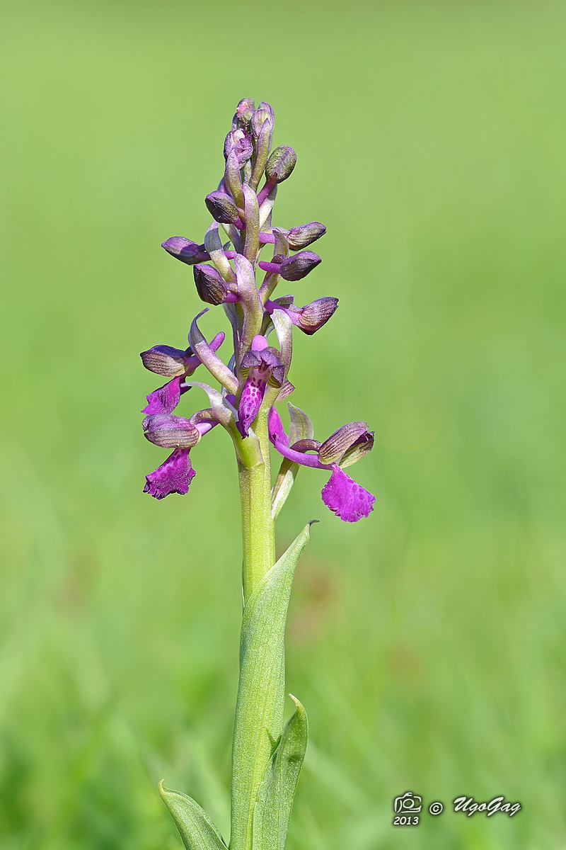 Orchis morio