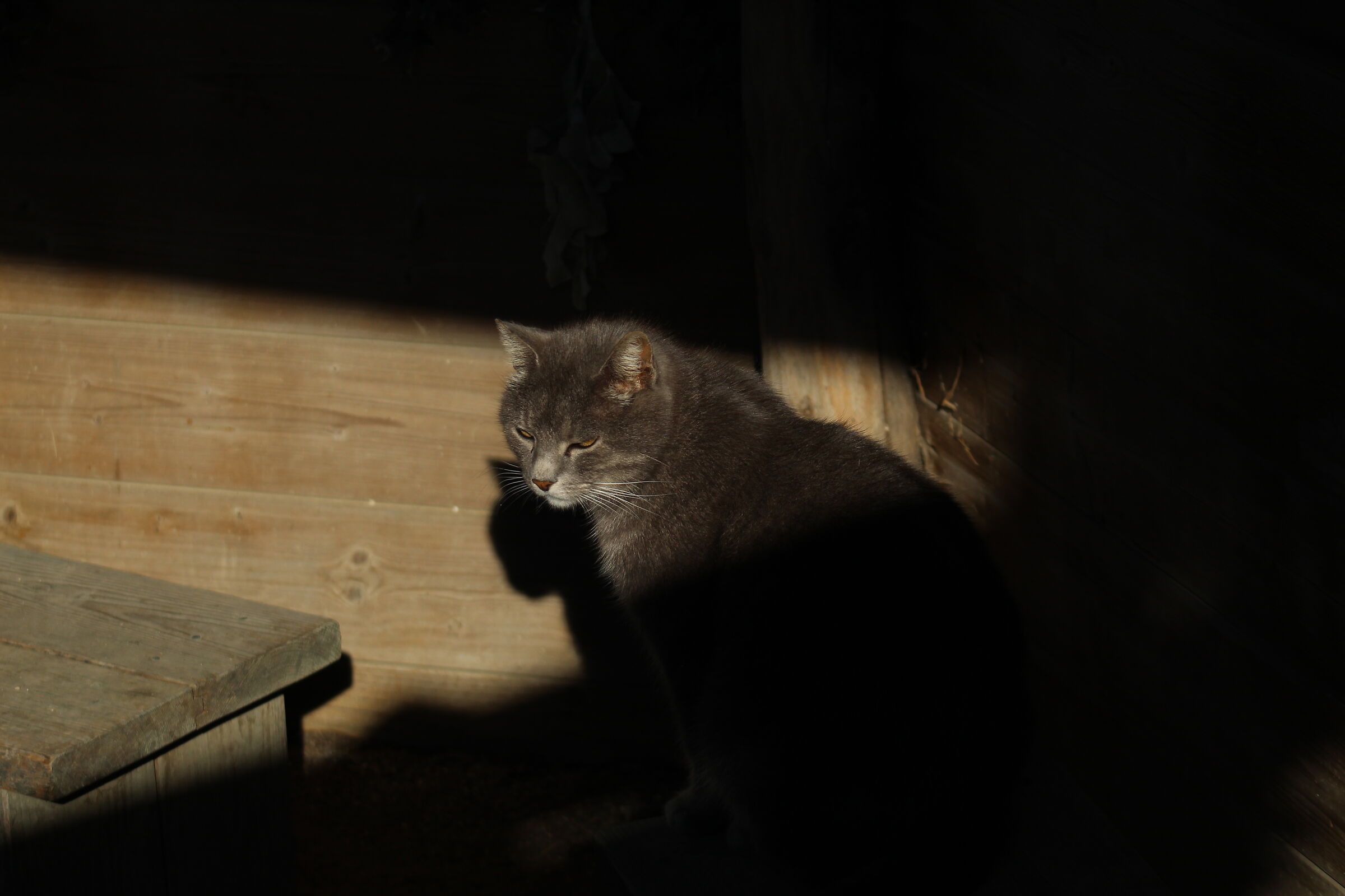 Un nuovo amico, metà in luce e metà in ombra.