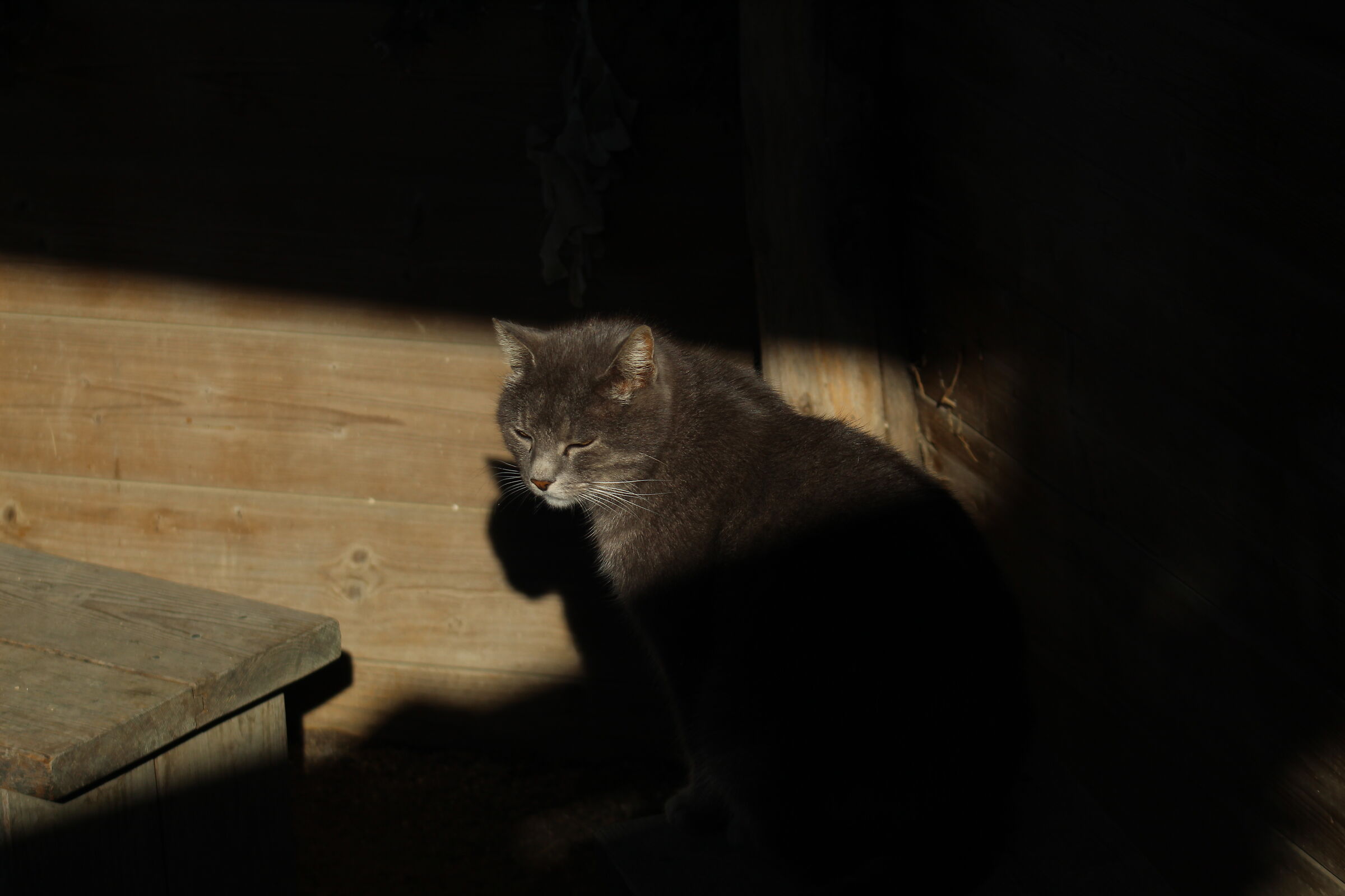 Un nuovo amico, metà in luce e metà in ombra.