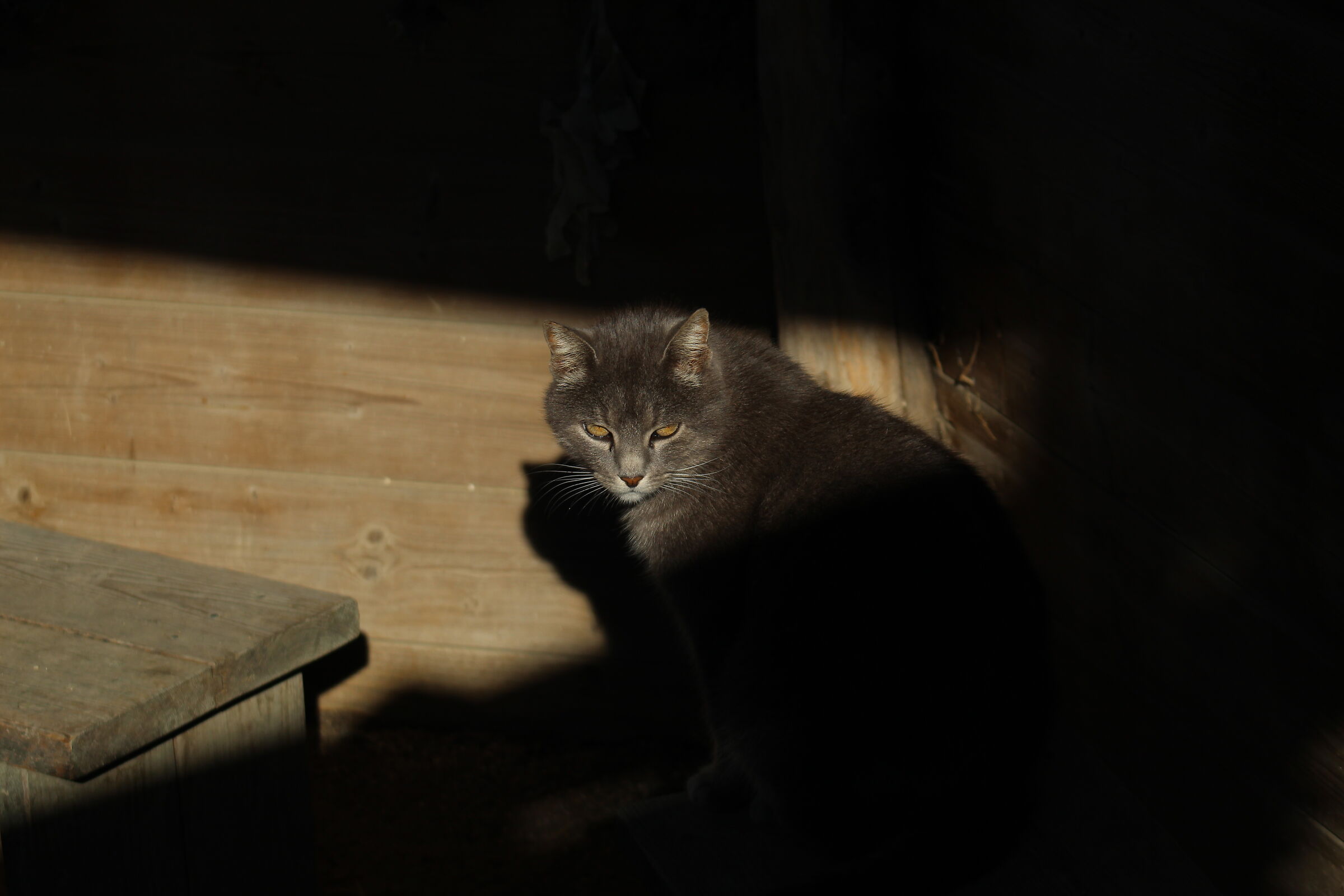 Un nuovo amico, metà in luce e metà in ombra.