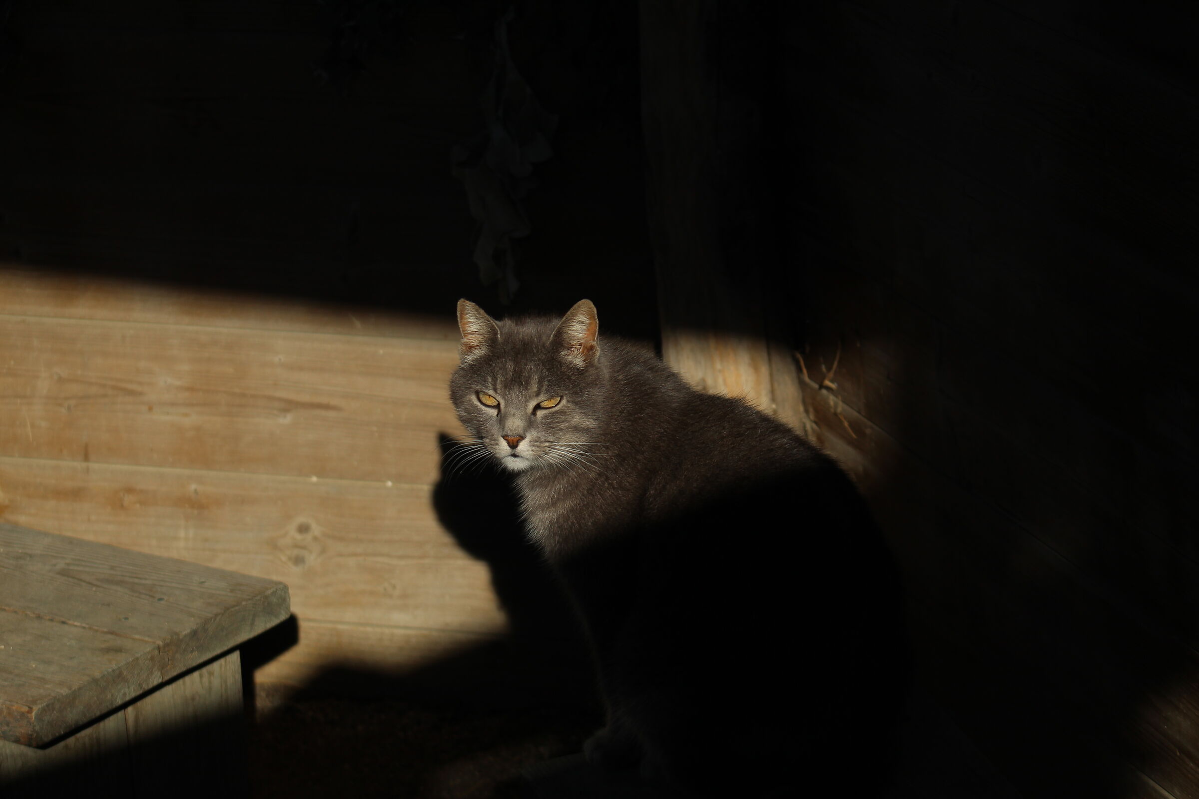Un nuovo amico, metà in luce e metà in ombra.