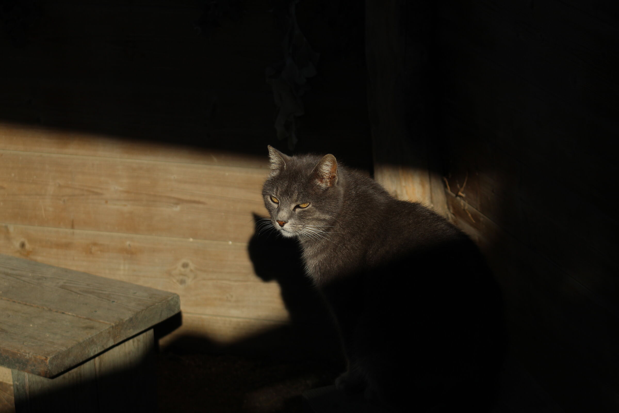 Un nuovo amico, metà in luce e metà in ombra.