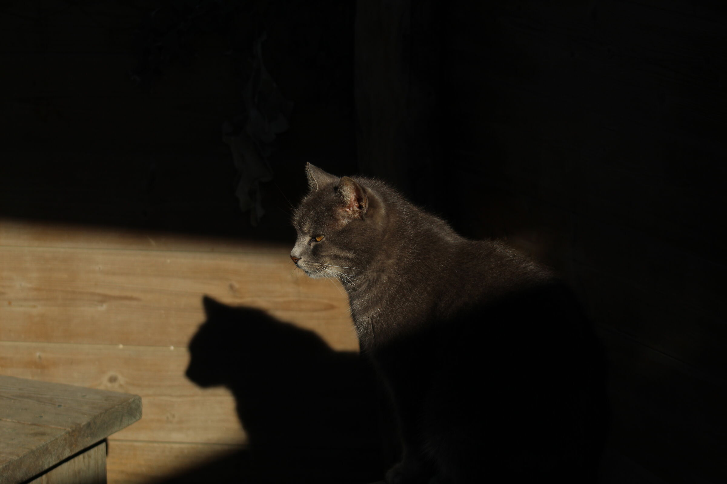 Un nuovo amico, metà in luce e metà in ombra.