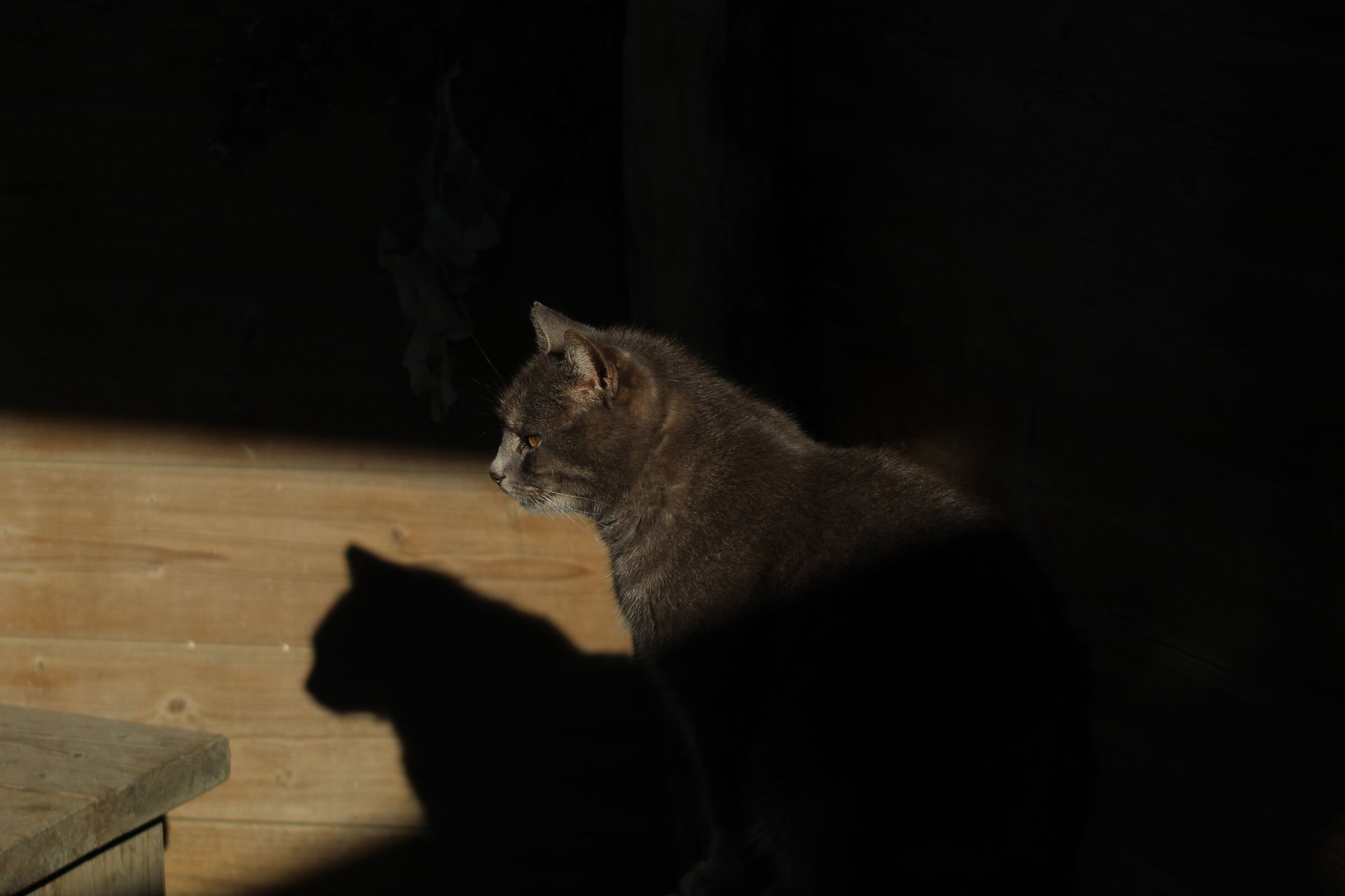 Un nuovo amico, metà in luce e metà in ombra.