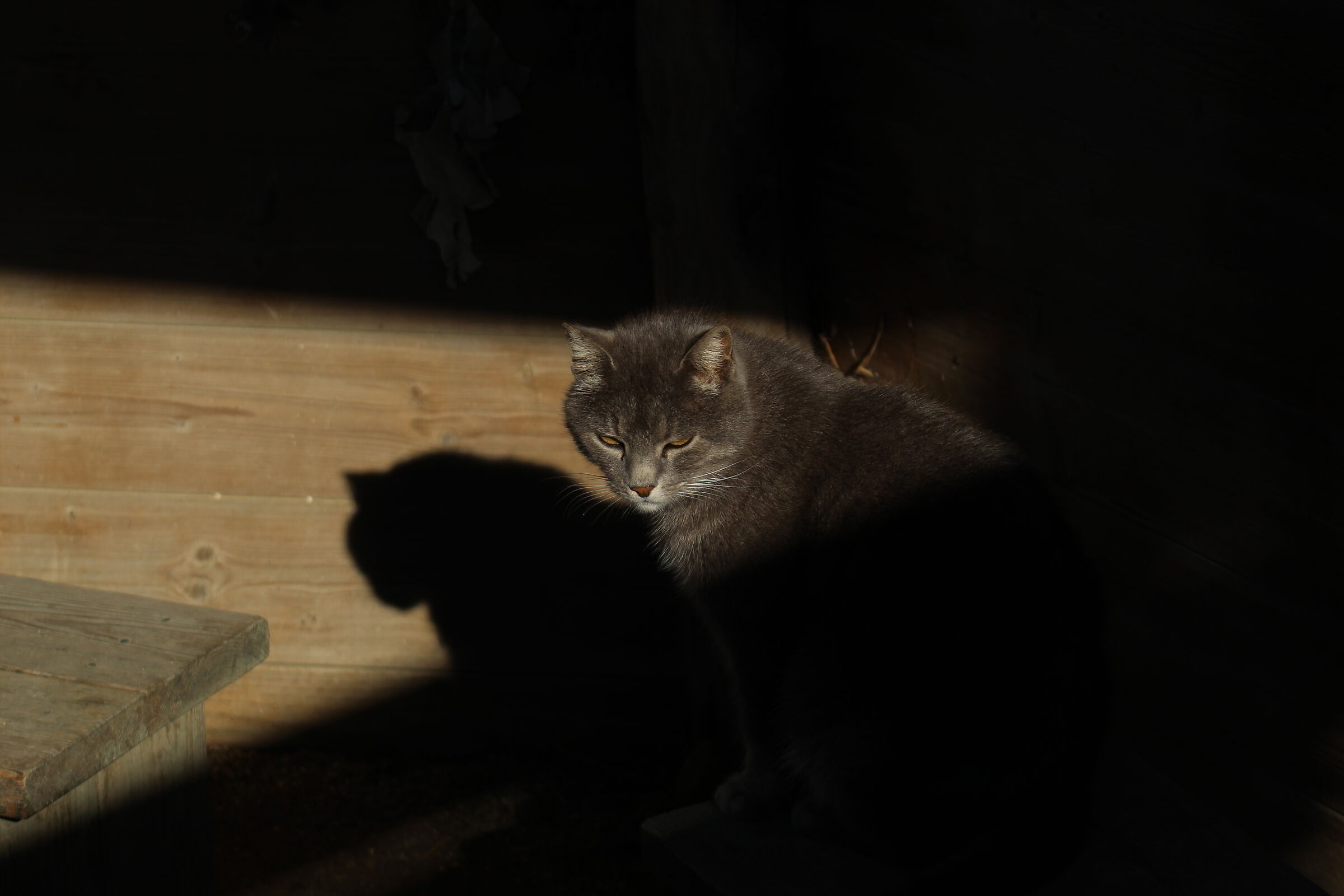 Un nuovo amico, metà in luce e metà in ombra.