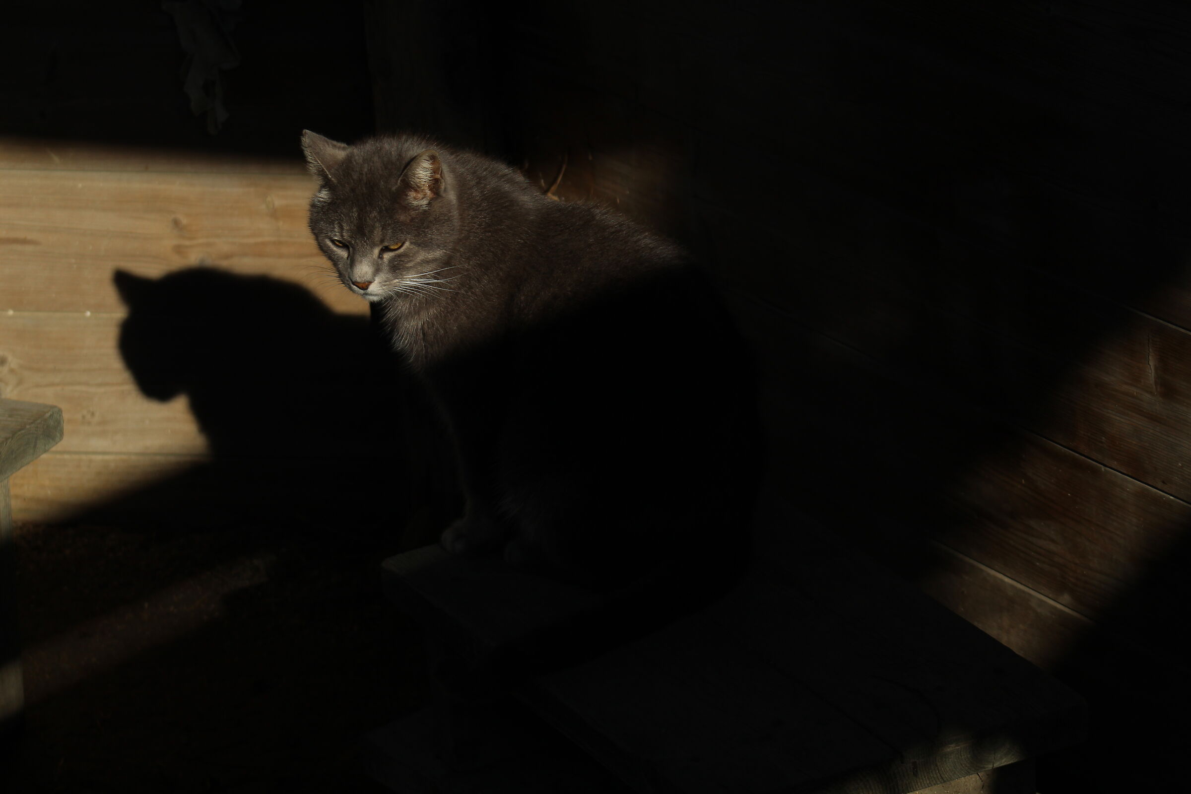 Un nuovo amico, metà in luce e metà in ombra.