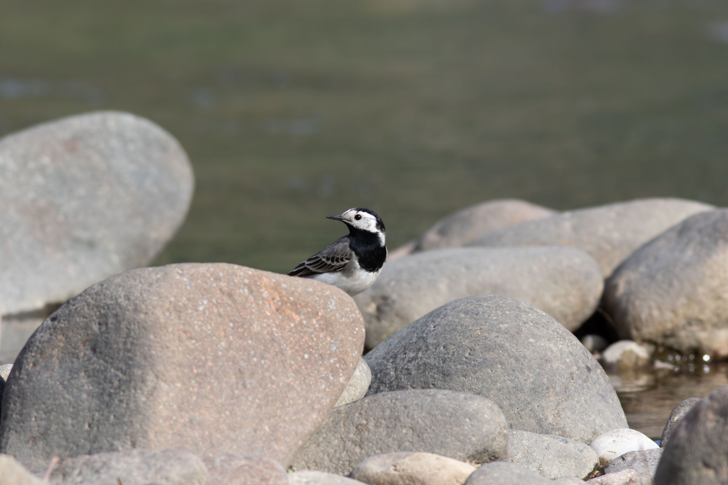Ballerina Bianca - lungotalvera Bolzano
