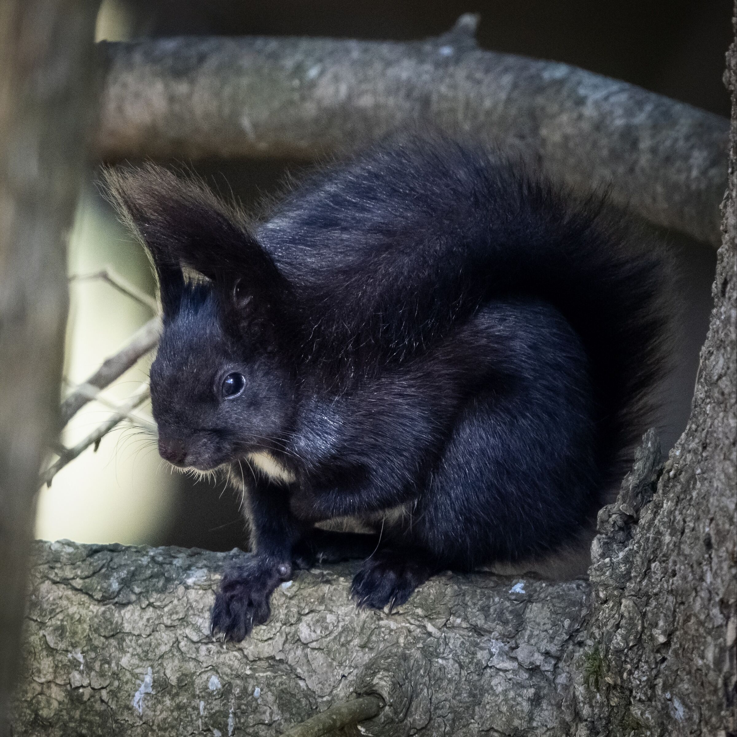 Sciurus meridionalis