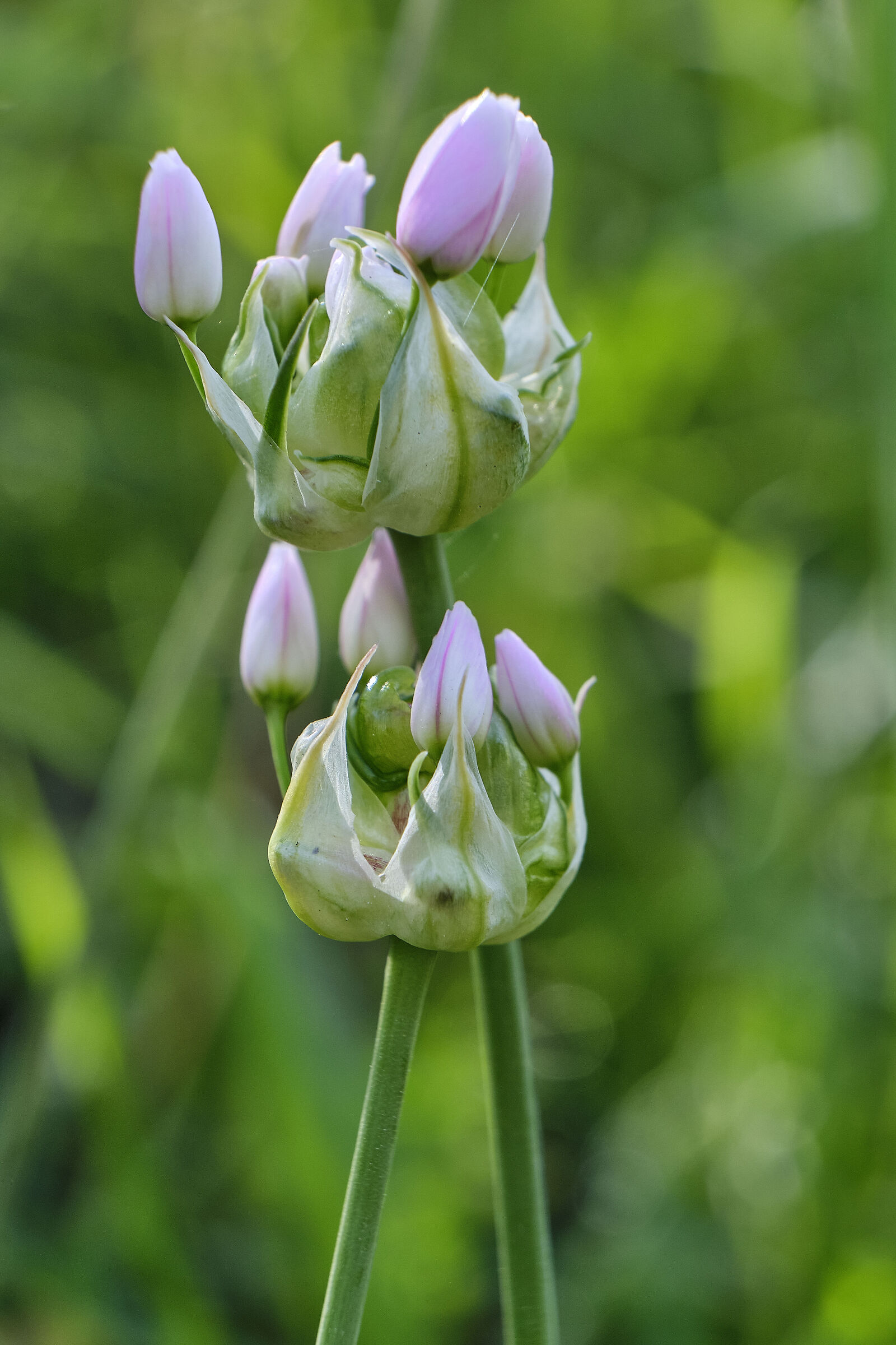 Spontaneous bells in bud