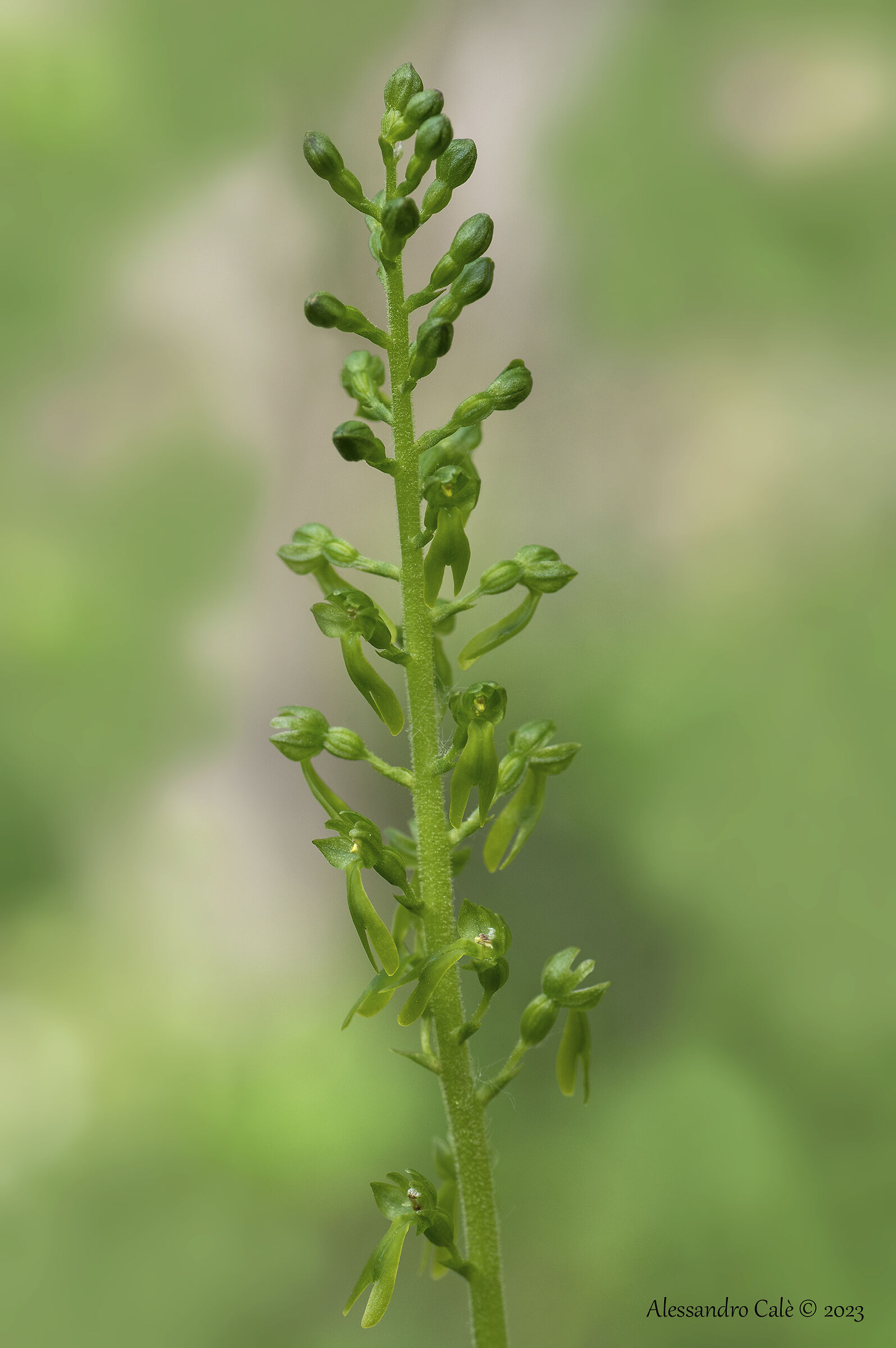 Listera ovata 5718