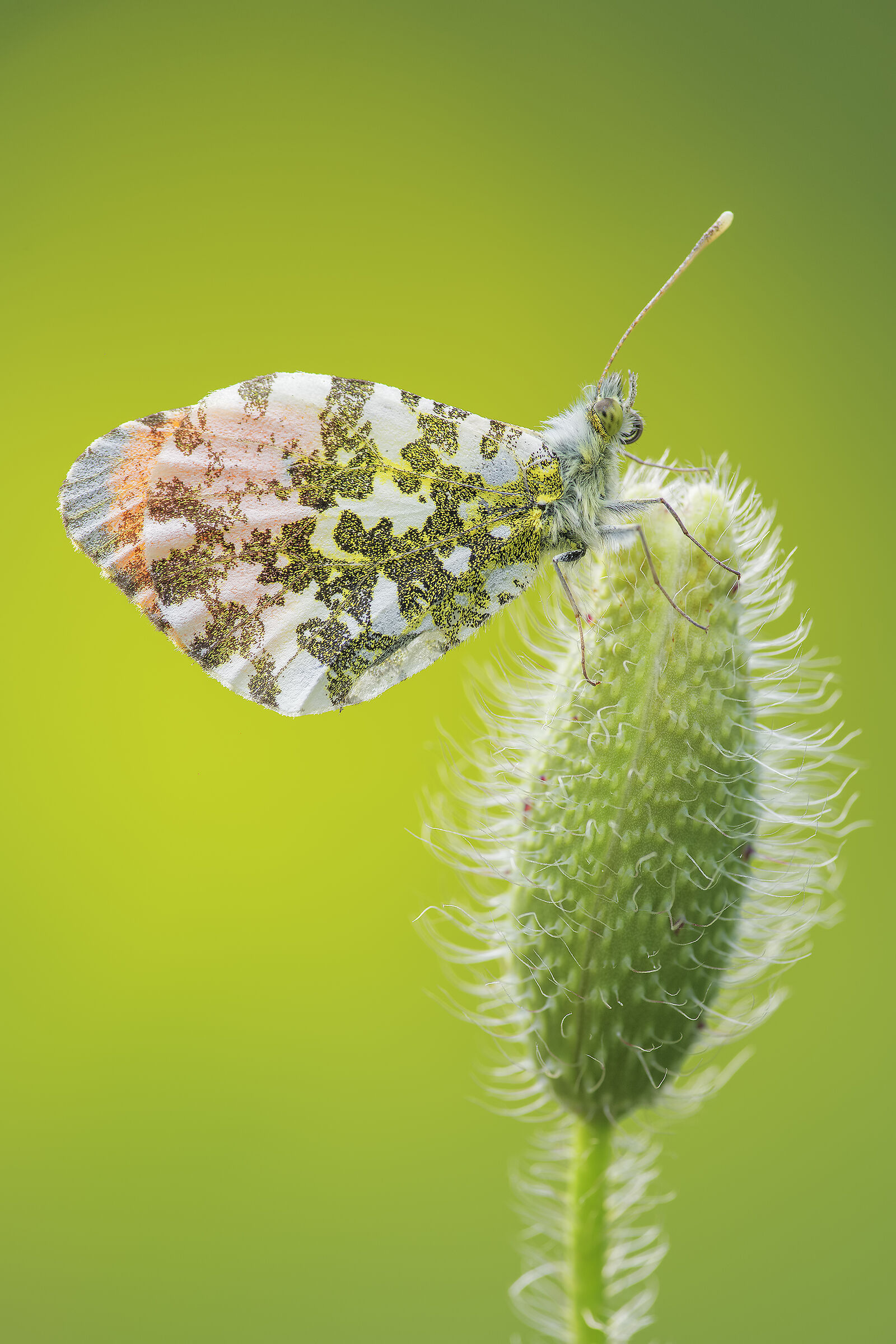Anthocharis cardamines