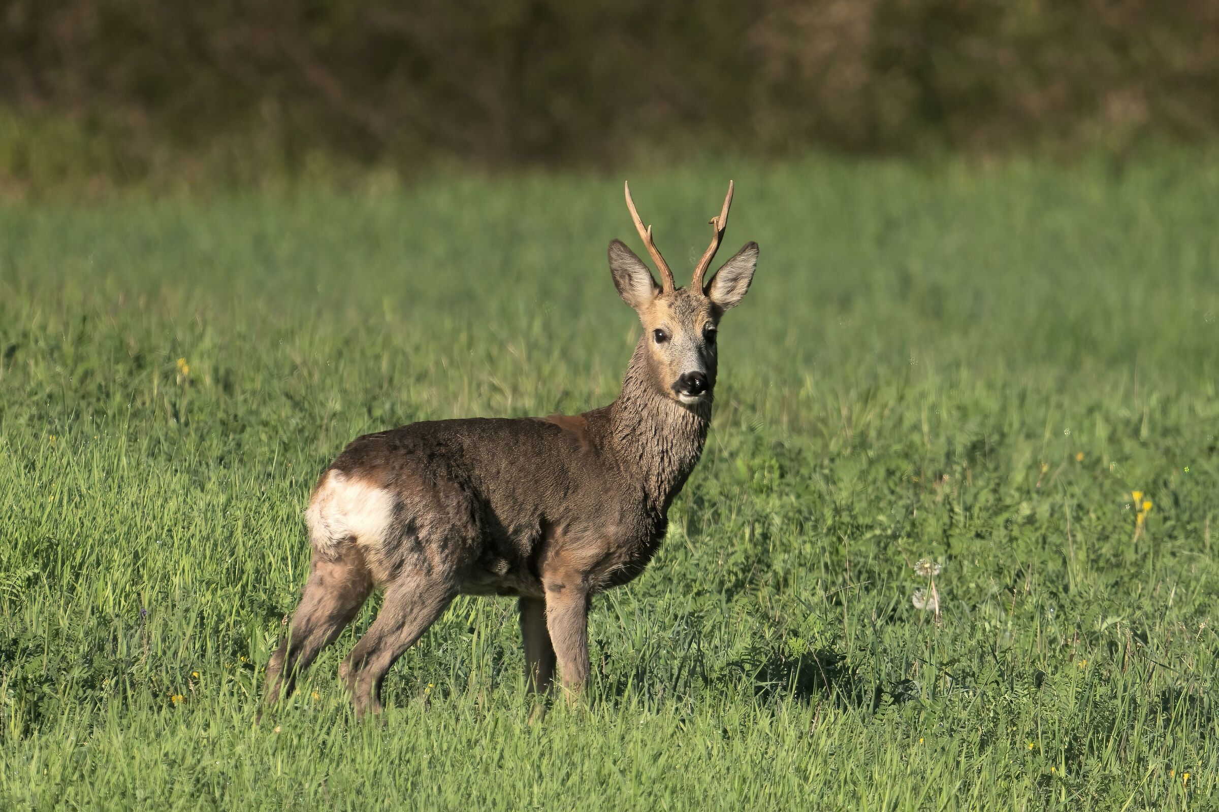 Roe deer
