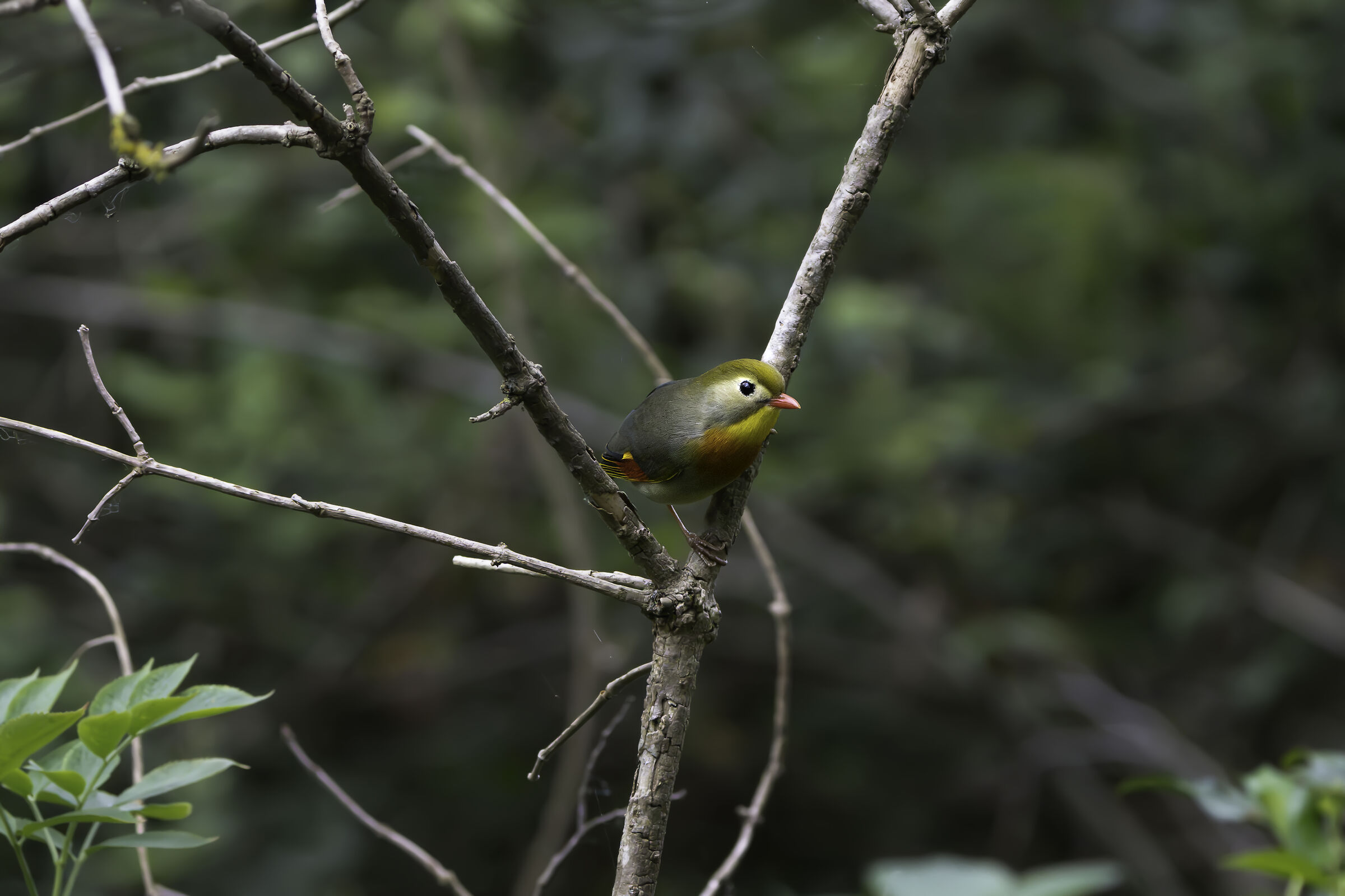 Nightingale of Japan