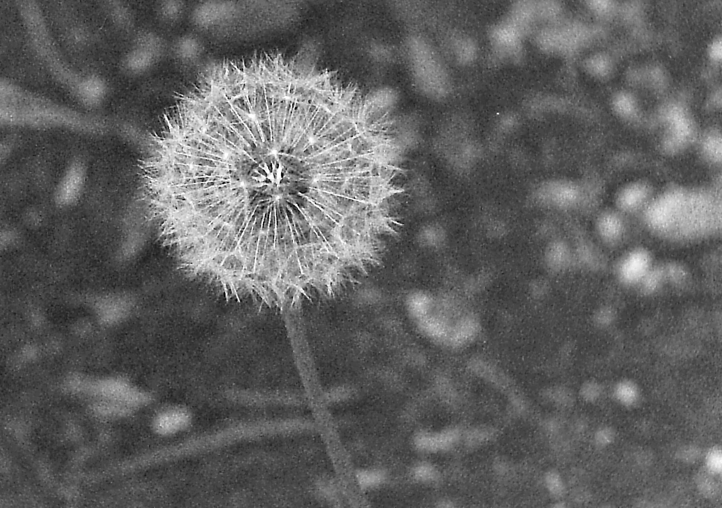 Soffione - Analogica Ilford 3200