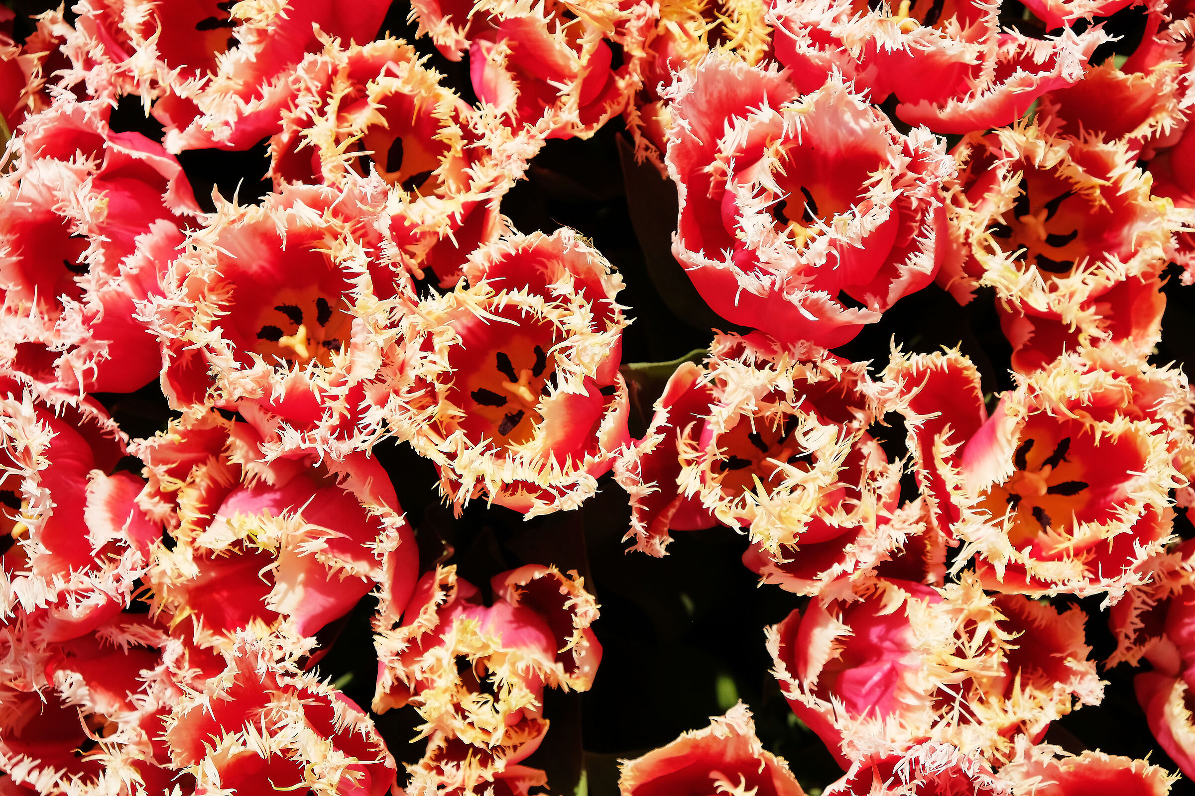 tulipani a Castiglione del Lago 1