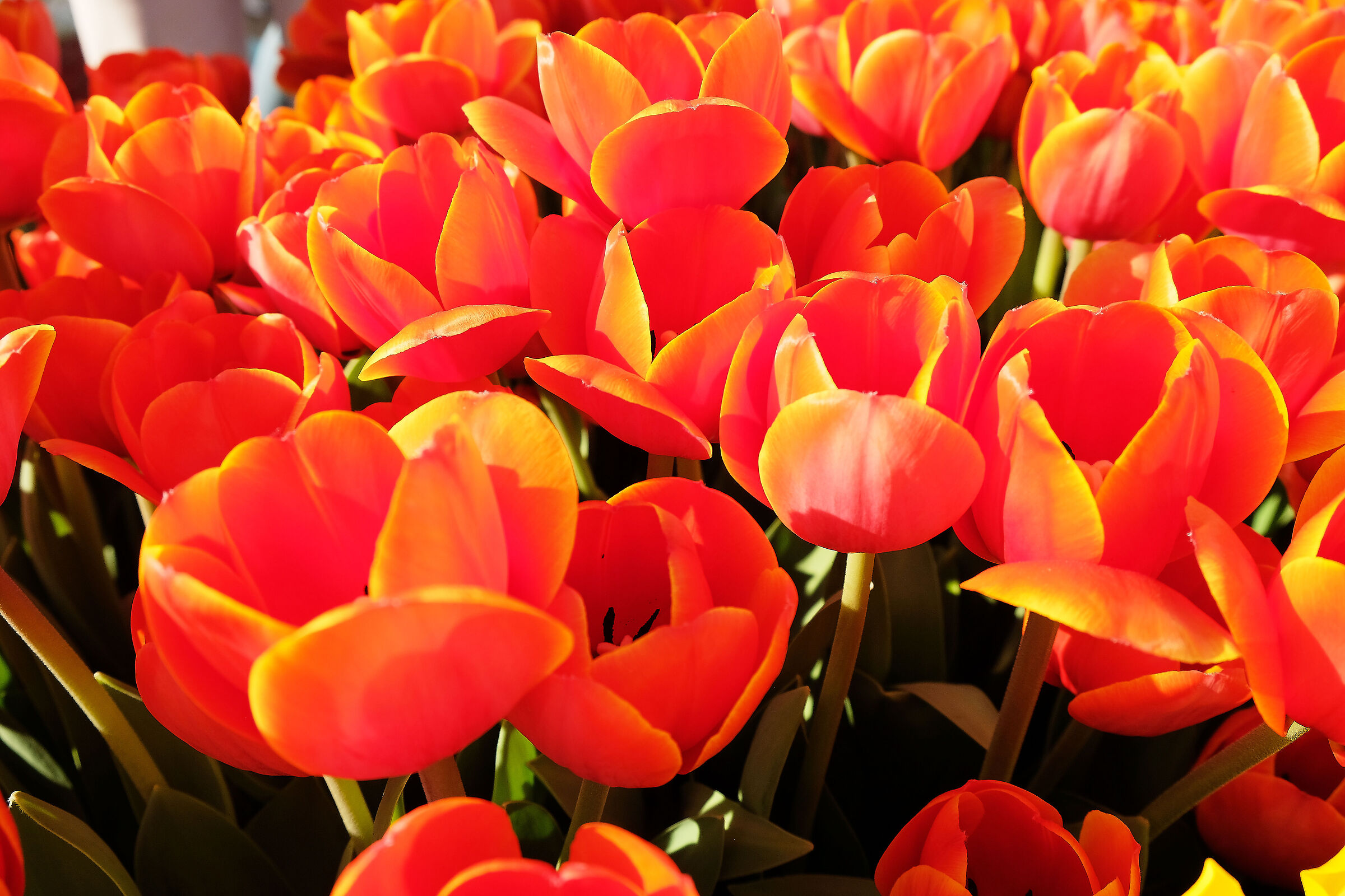 tulipani a Castiglione del Lago 3