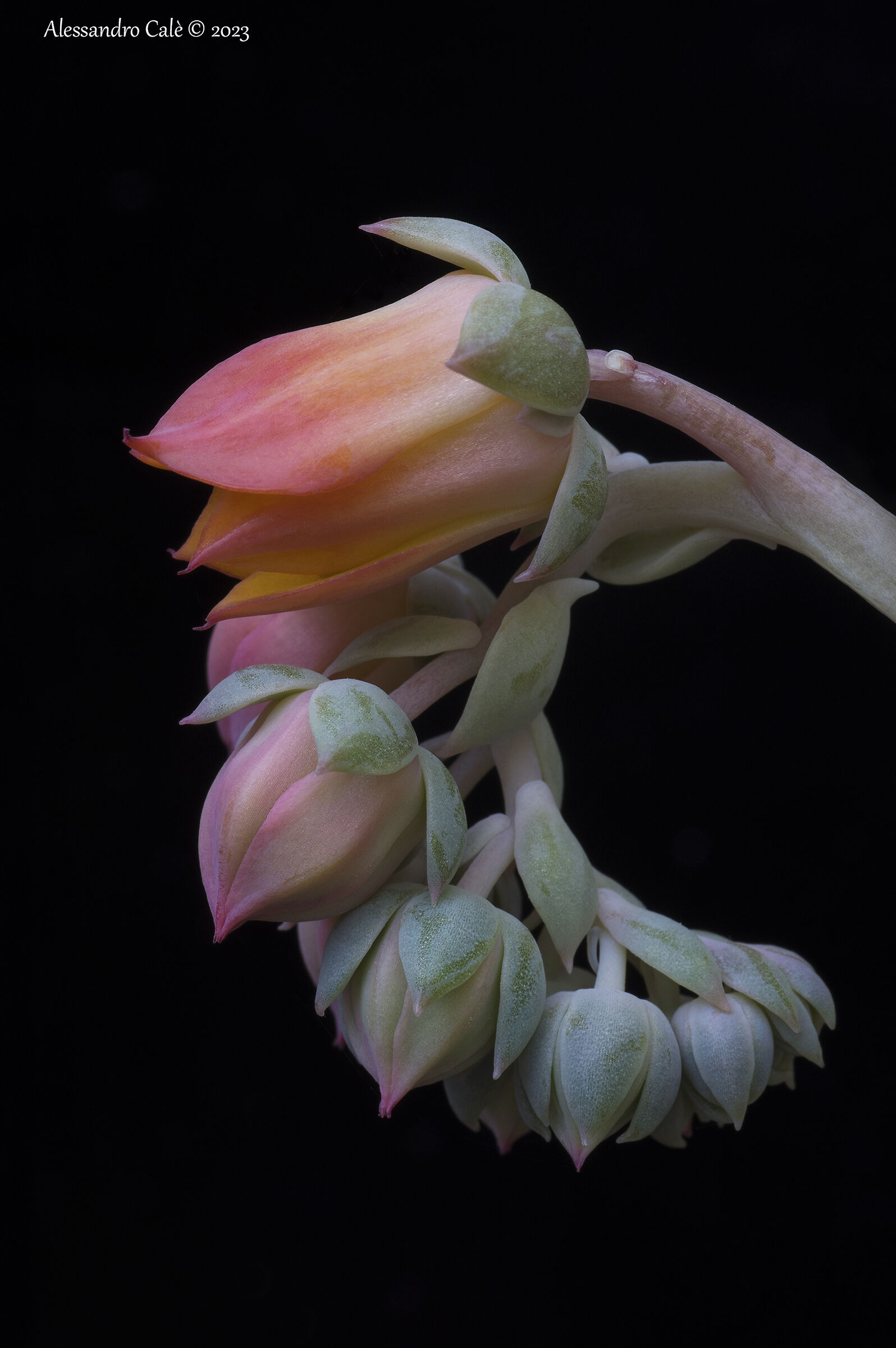 Echeveria 5689