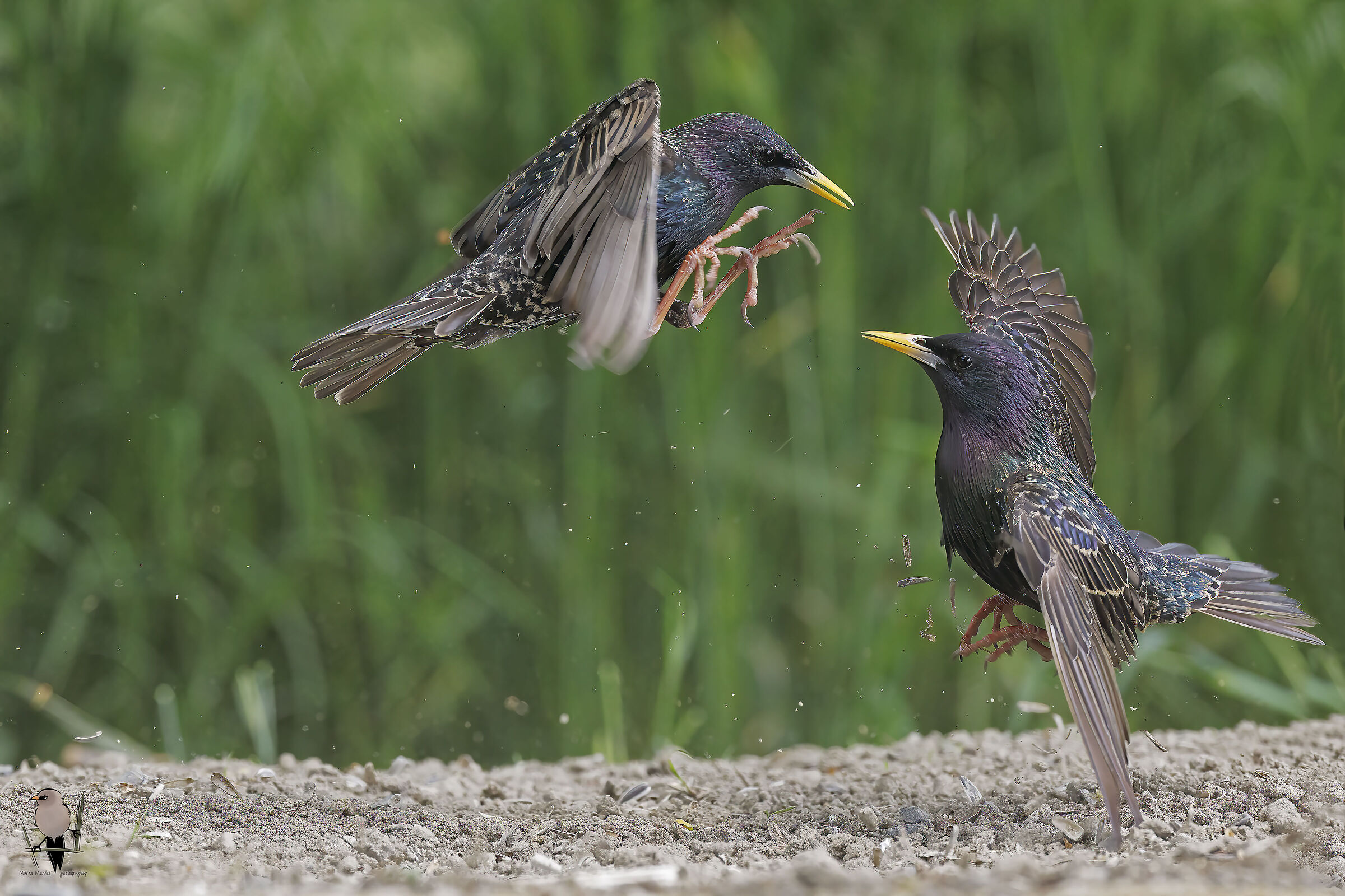 Fight between starlings
