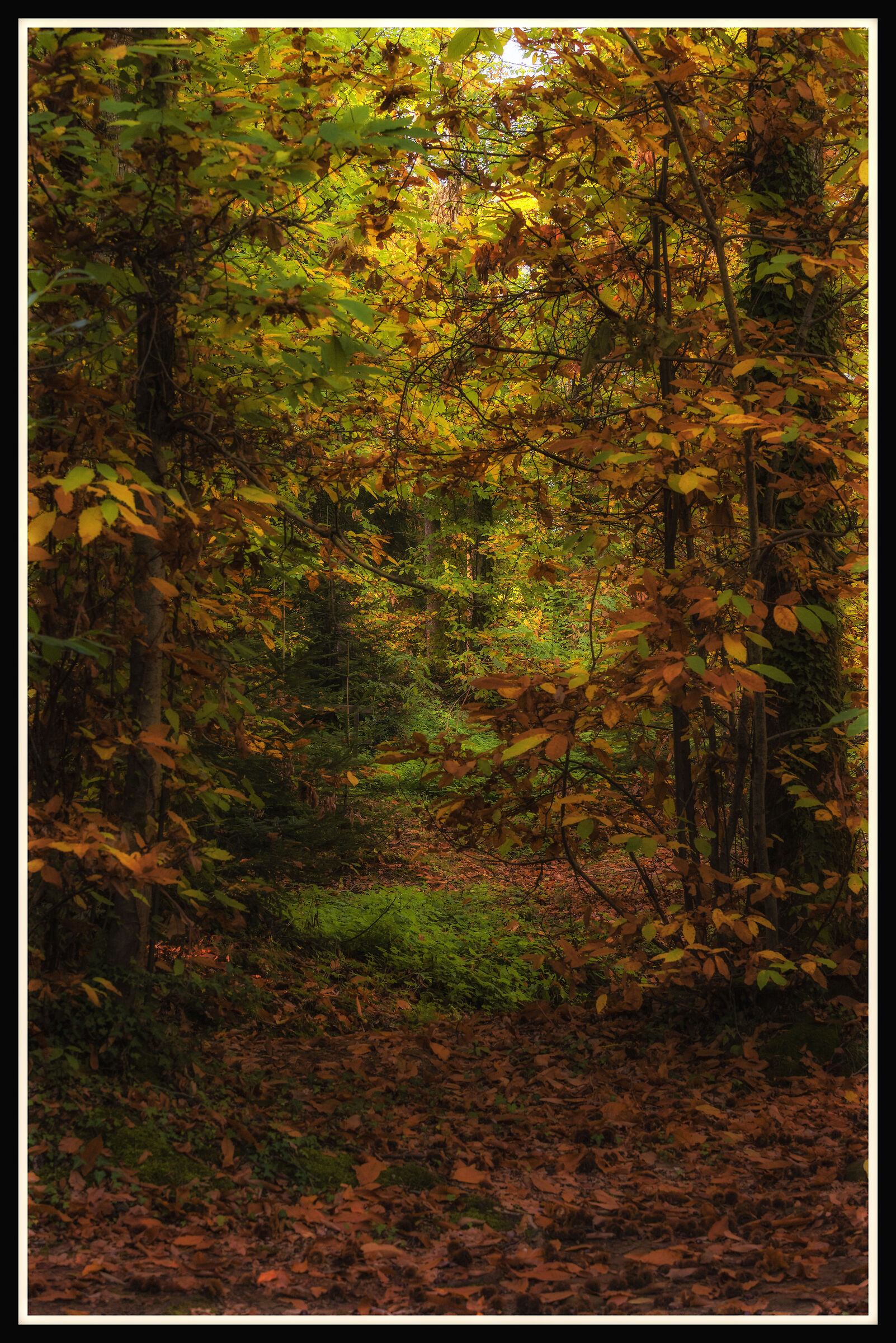 Di qua, di qua...c'è il sentiero...