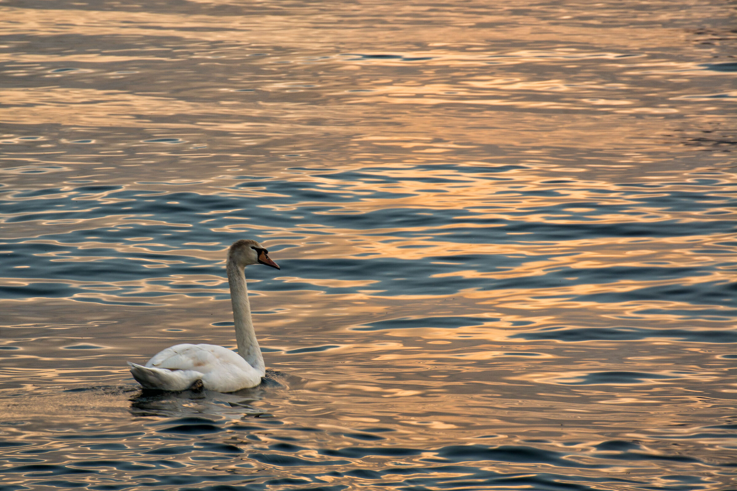 Il cigno