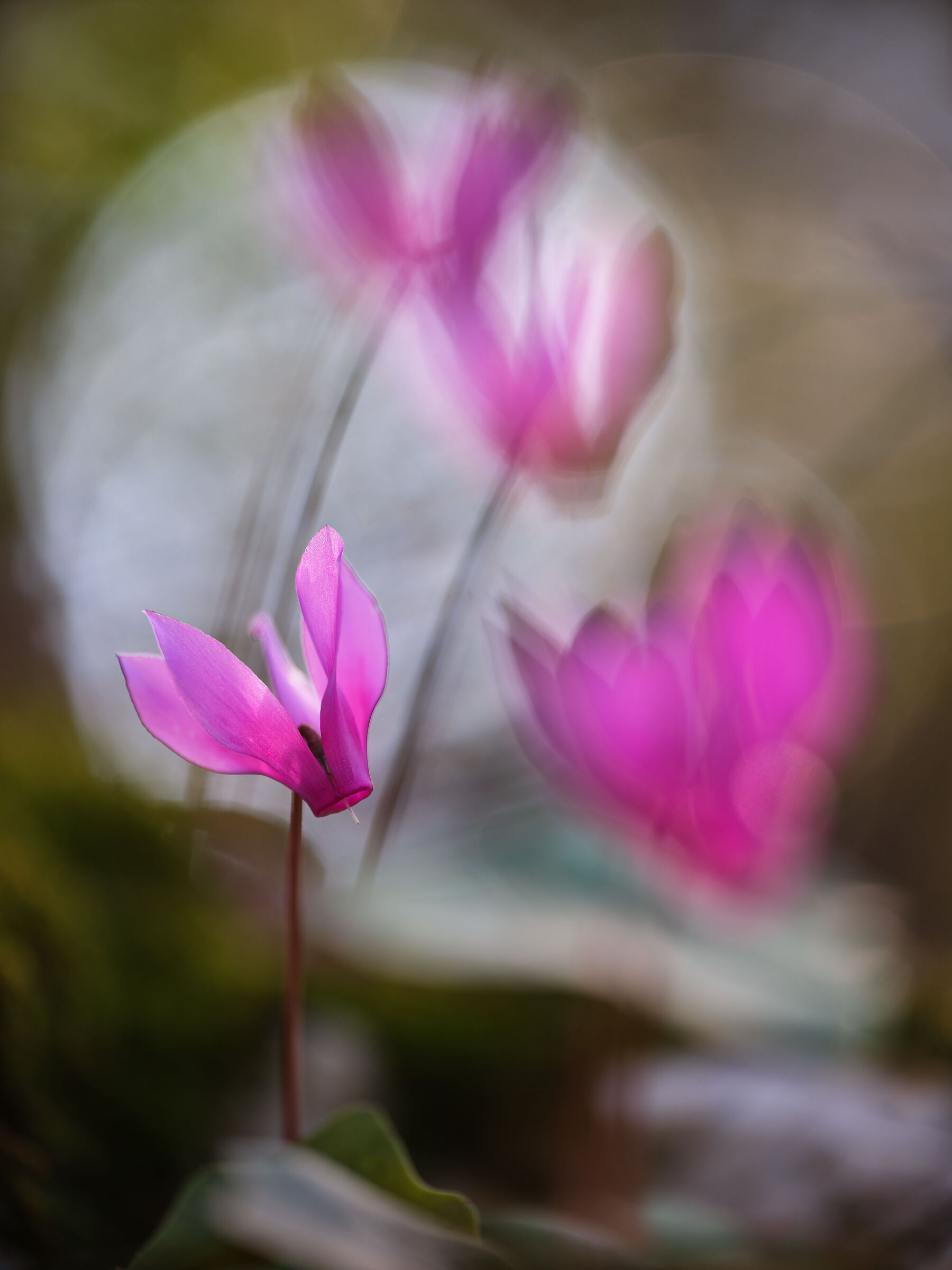 Ciclamino primaverile