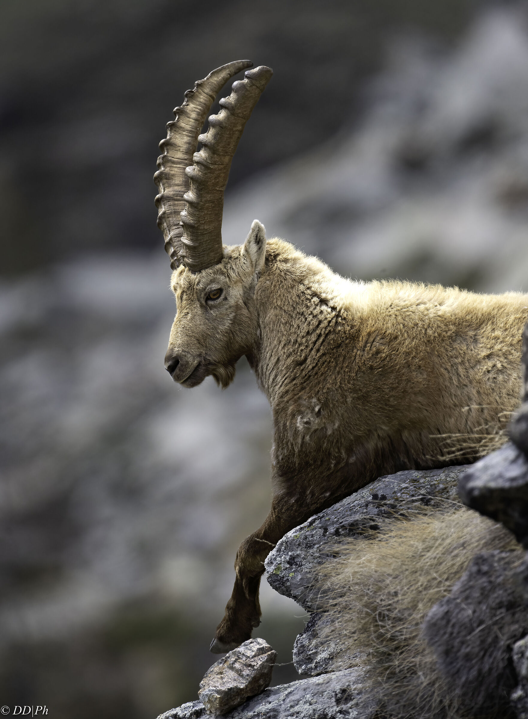Ibex