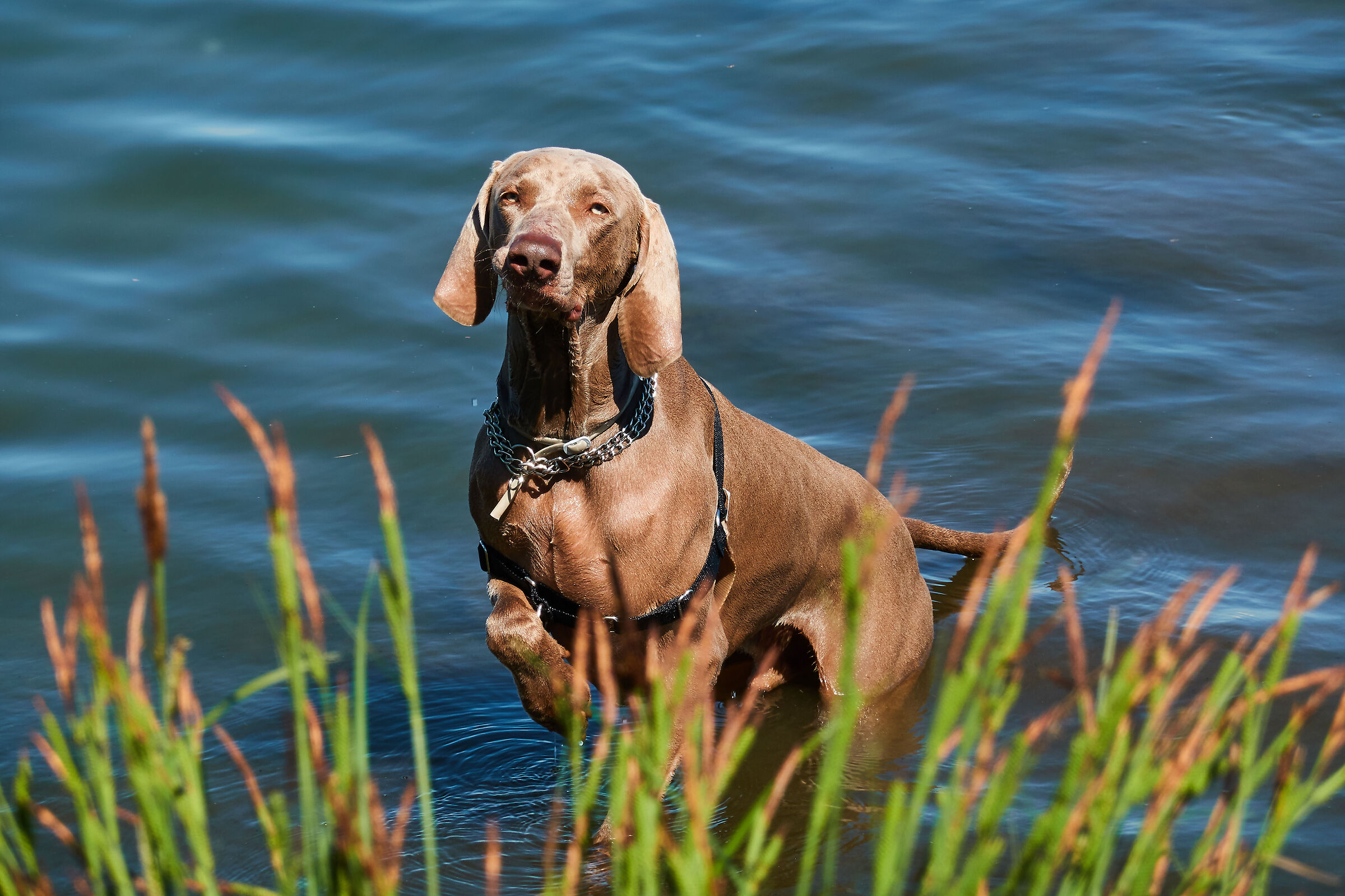 Thor: hunting trials at Lake Candia