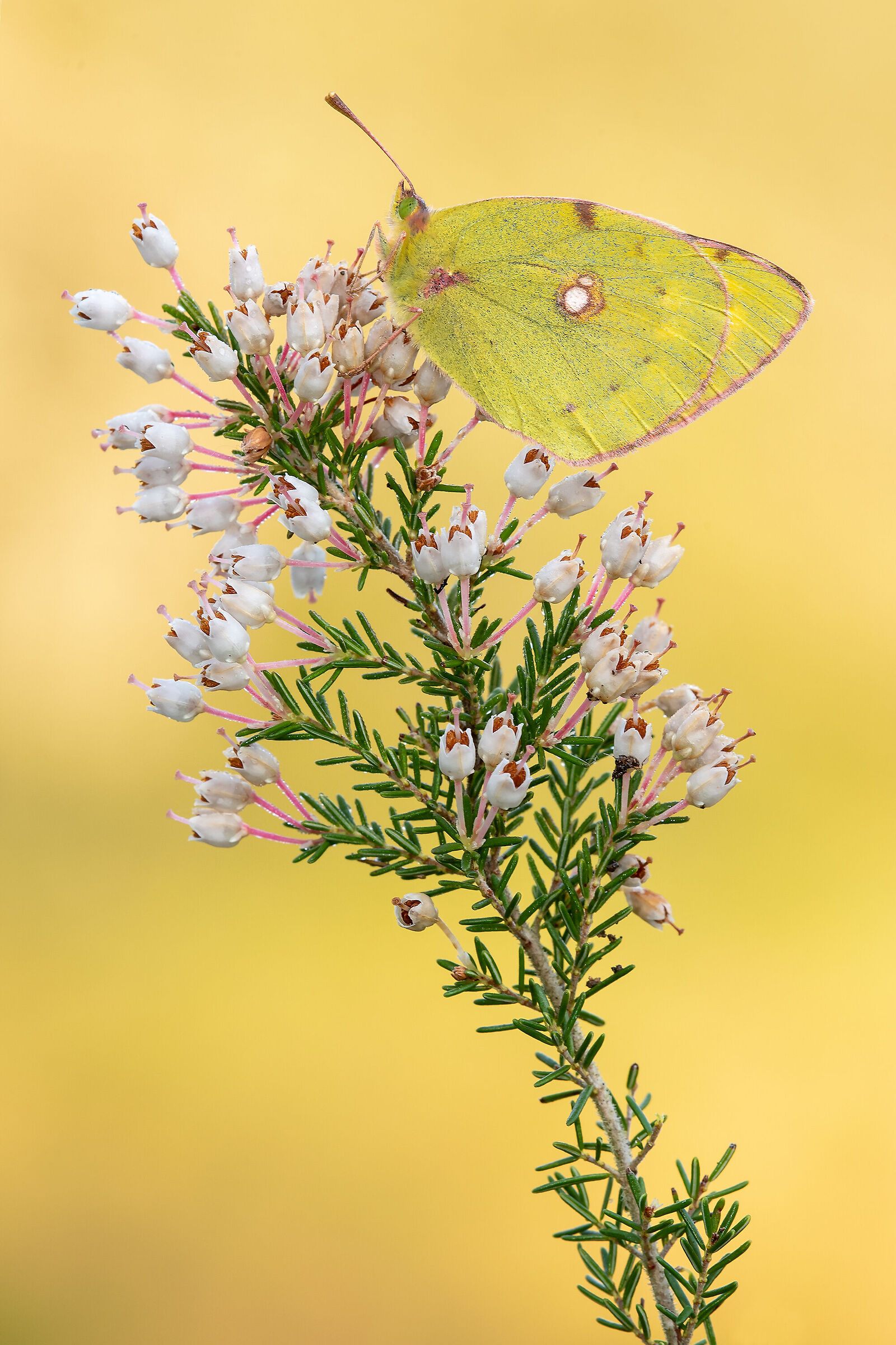 Colias crocea