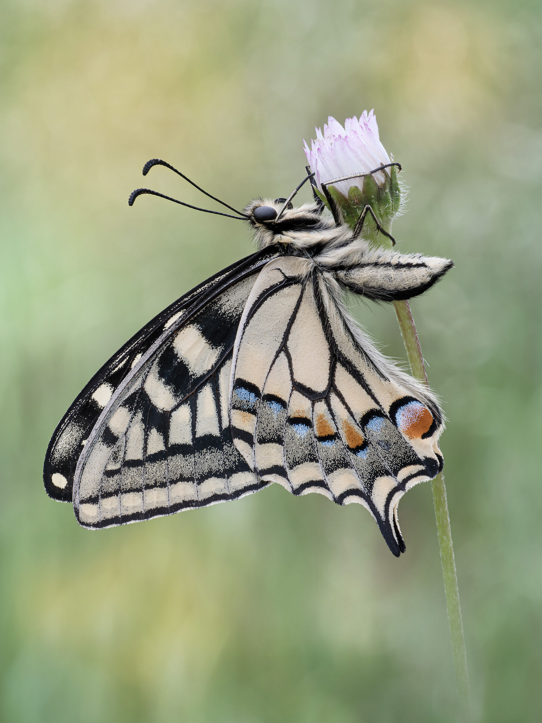 Papilio machaon (Linaneus, 1758)