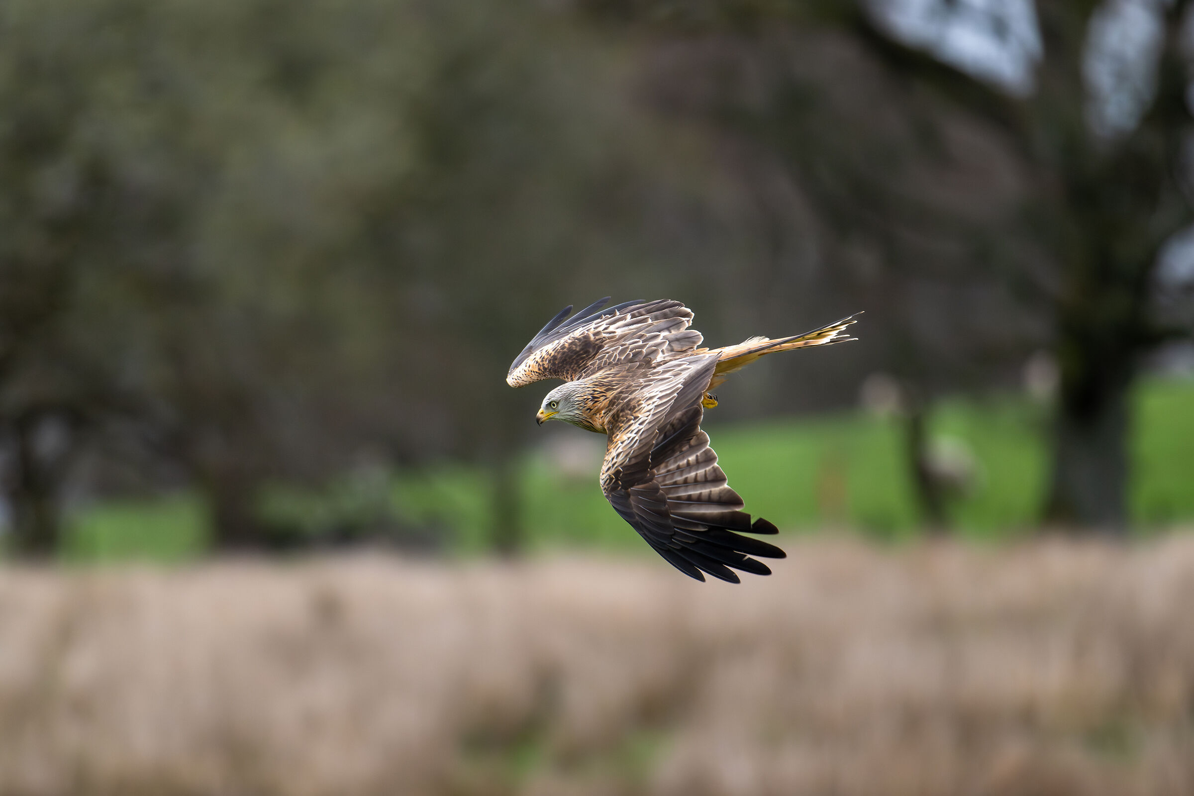 Red Kite (Milvus milvus)