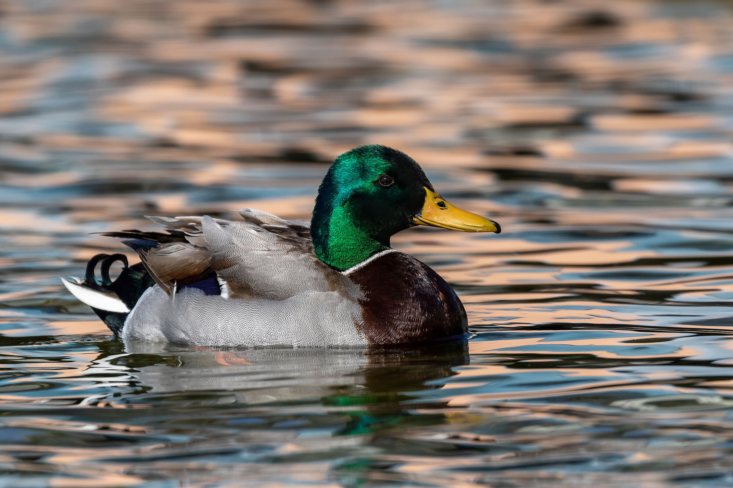 Mallard