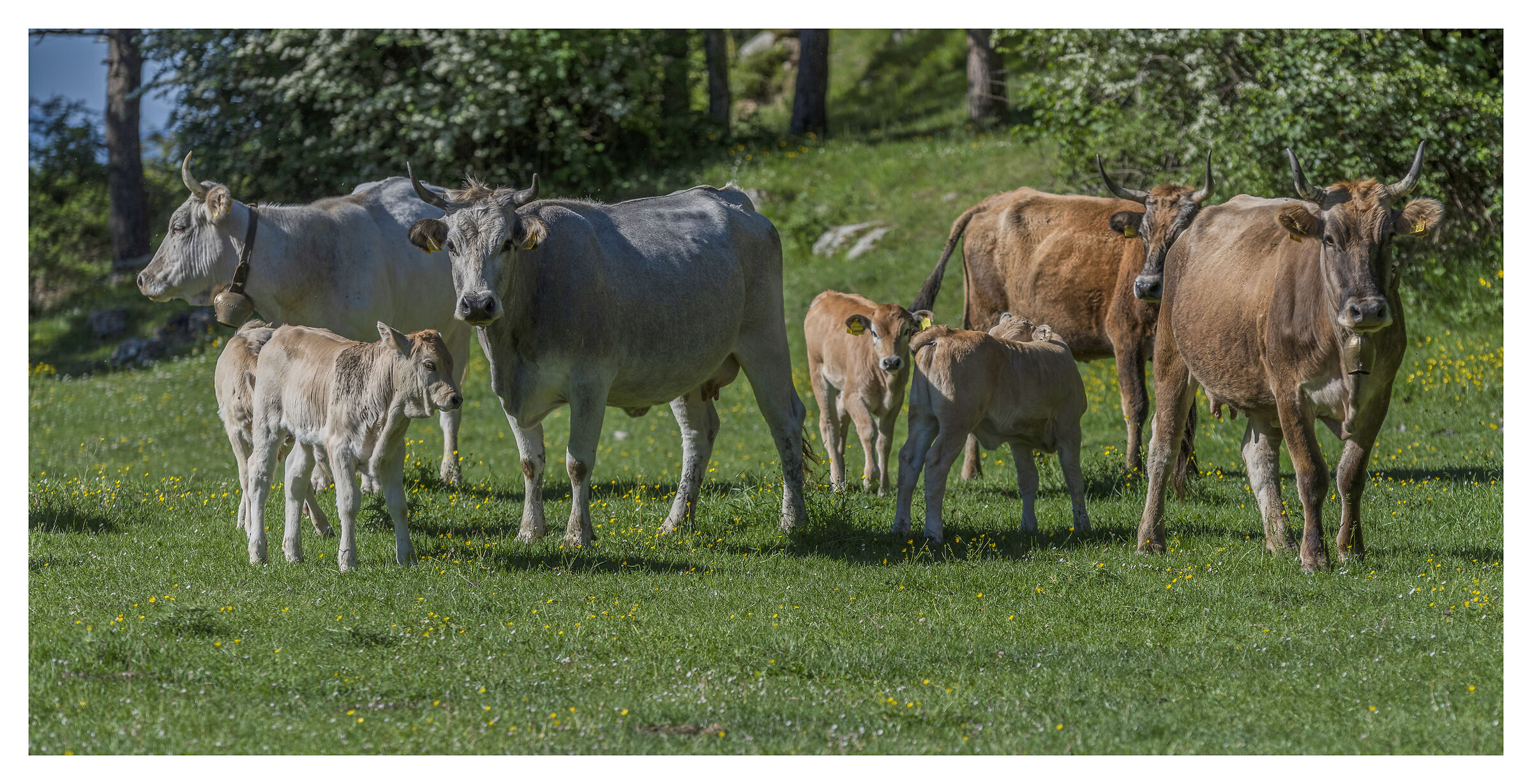 Vacche urtose con vitelli