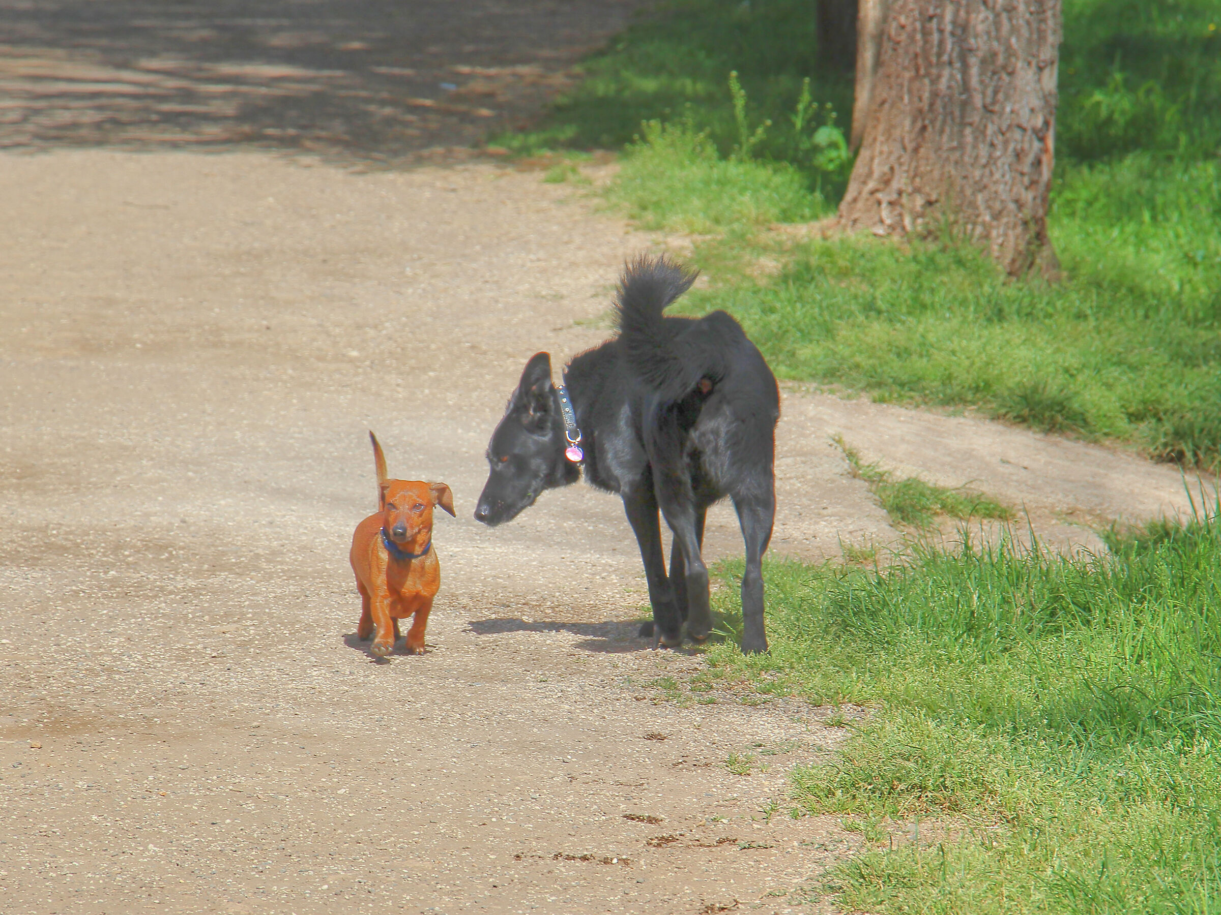 And you're a dog too?....