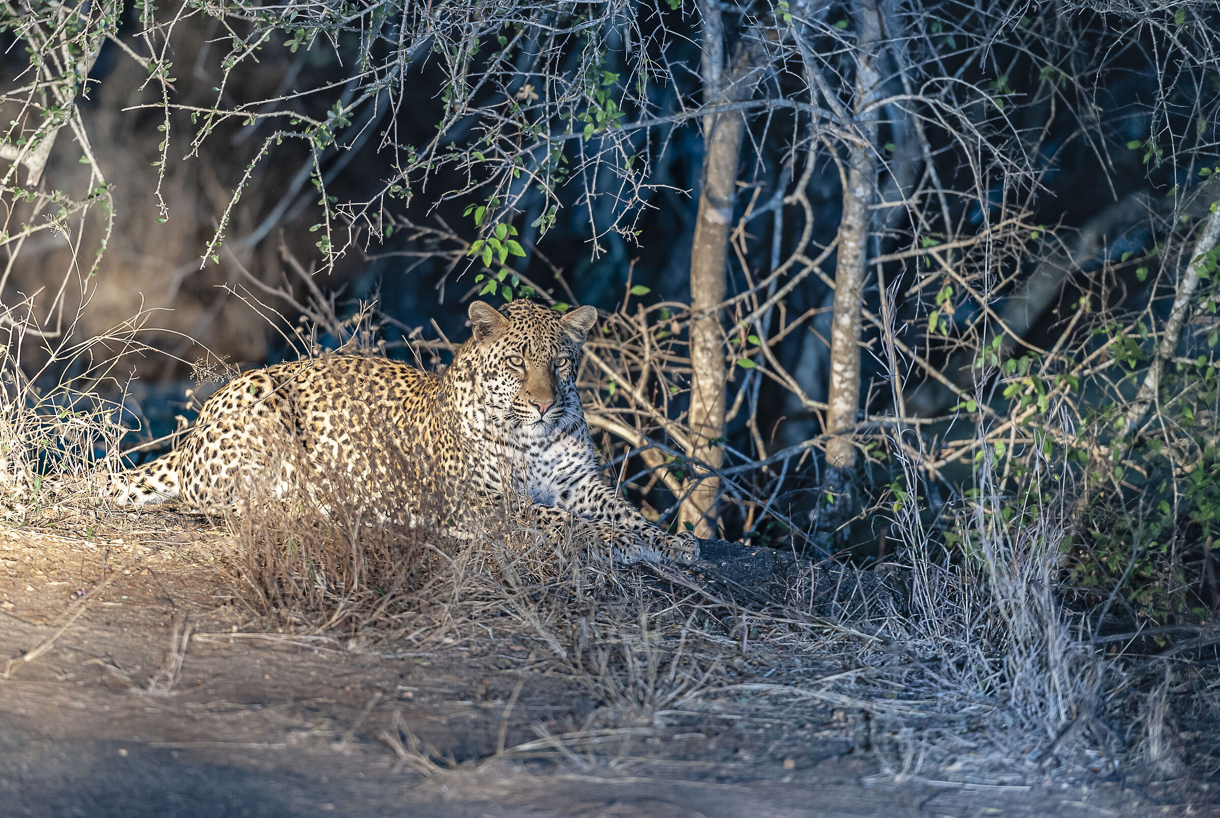 Mrs. Leopard