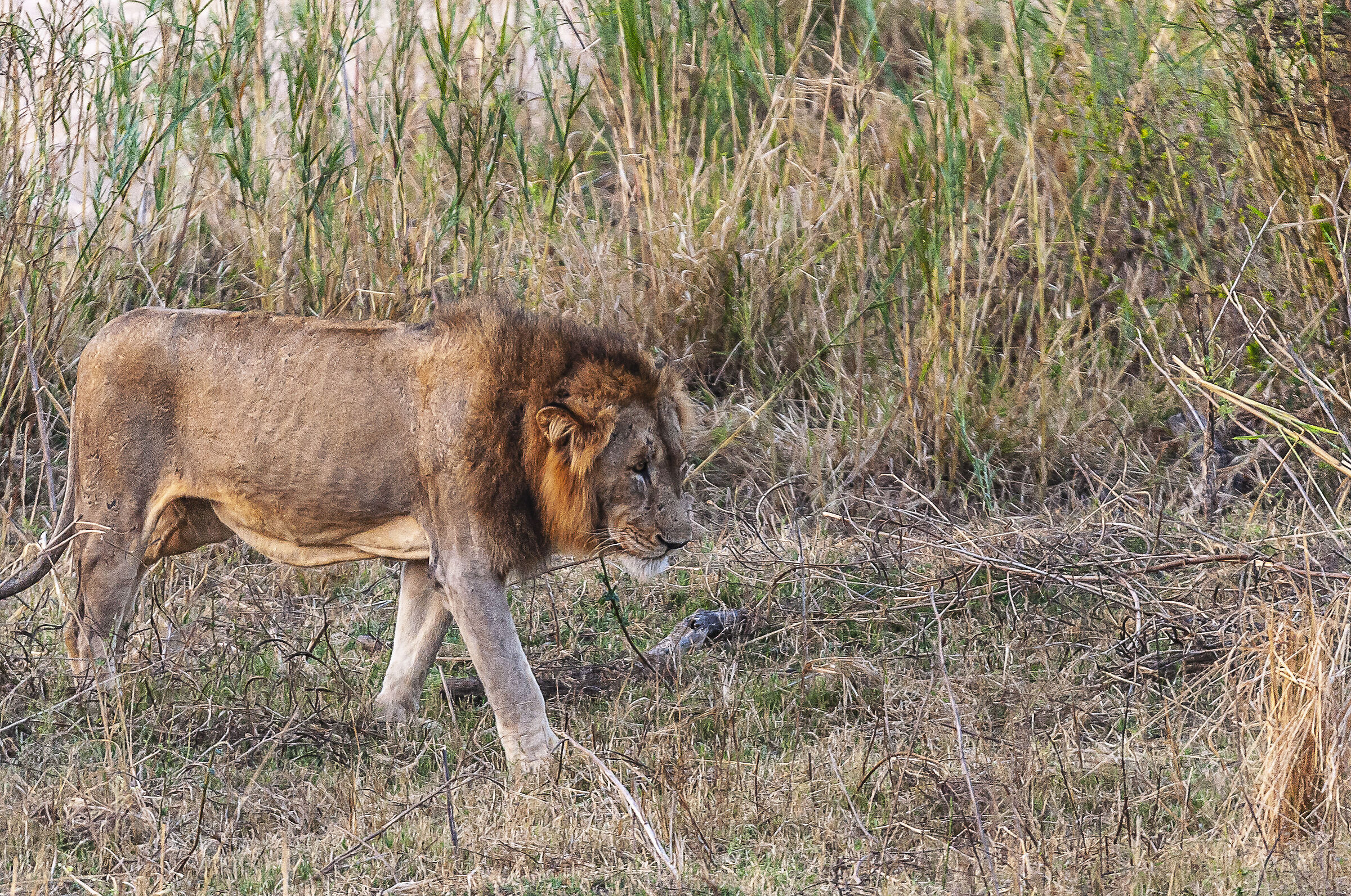 A walk in the savannah at sunset