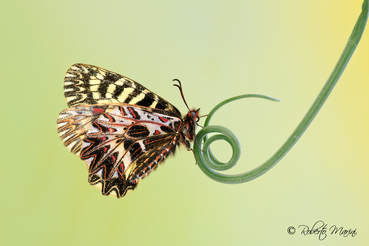 ....Sei.... (Zerynthia polyxena)