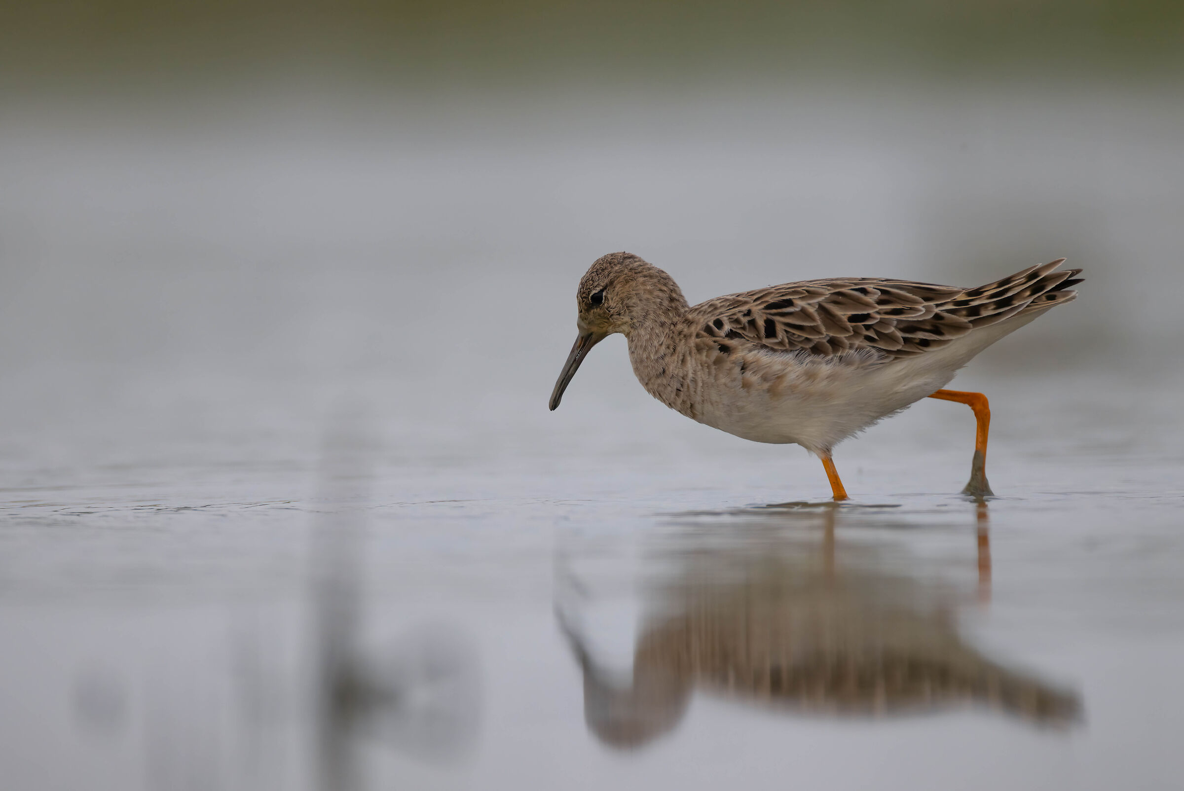 Alla ricerca di cibo