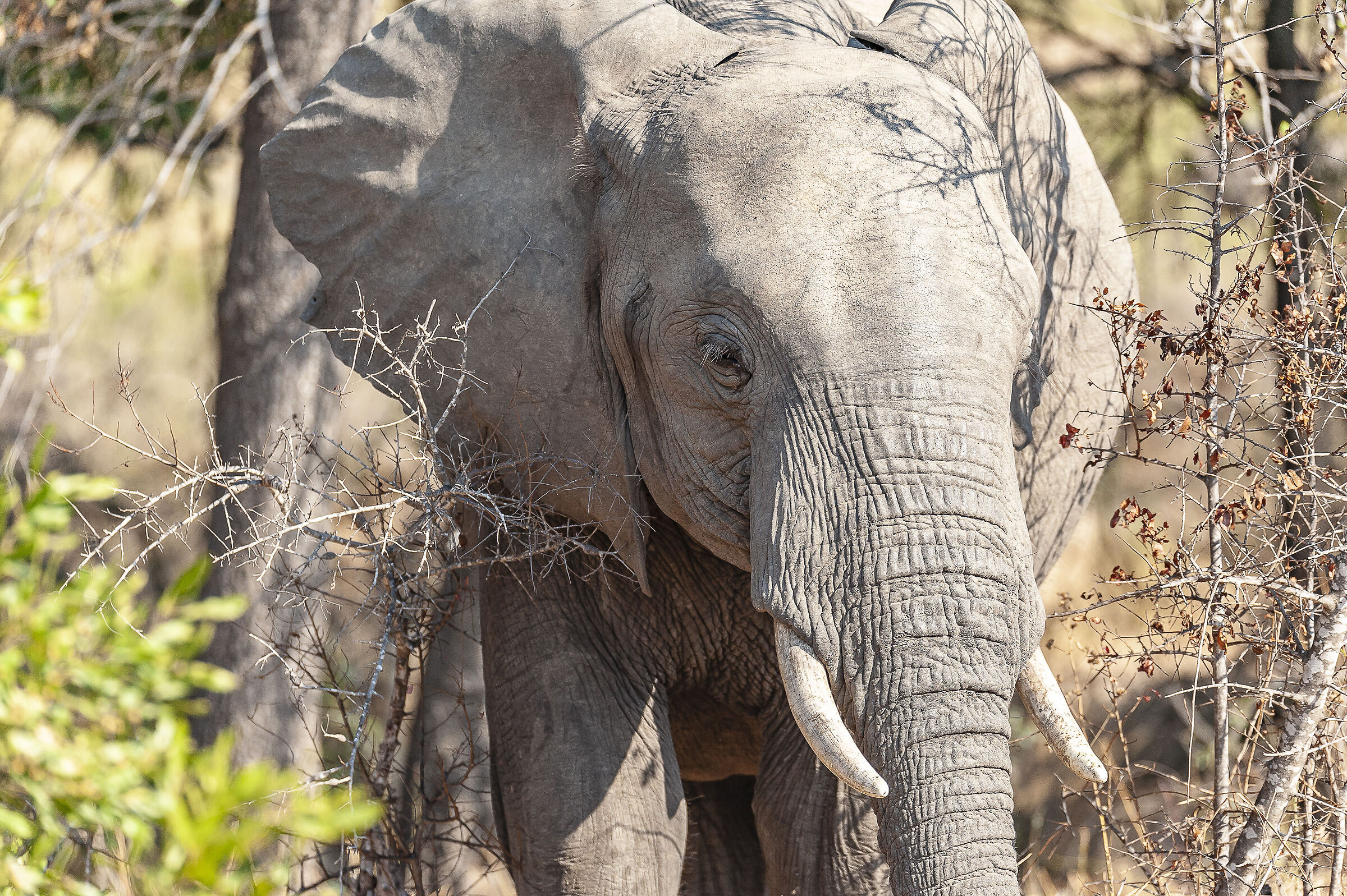 Un incontro molto ravvicinato