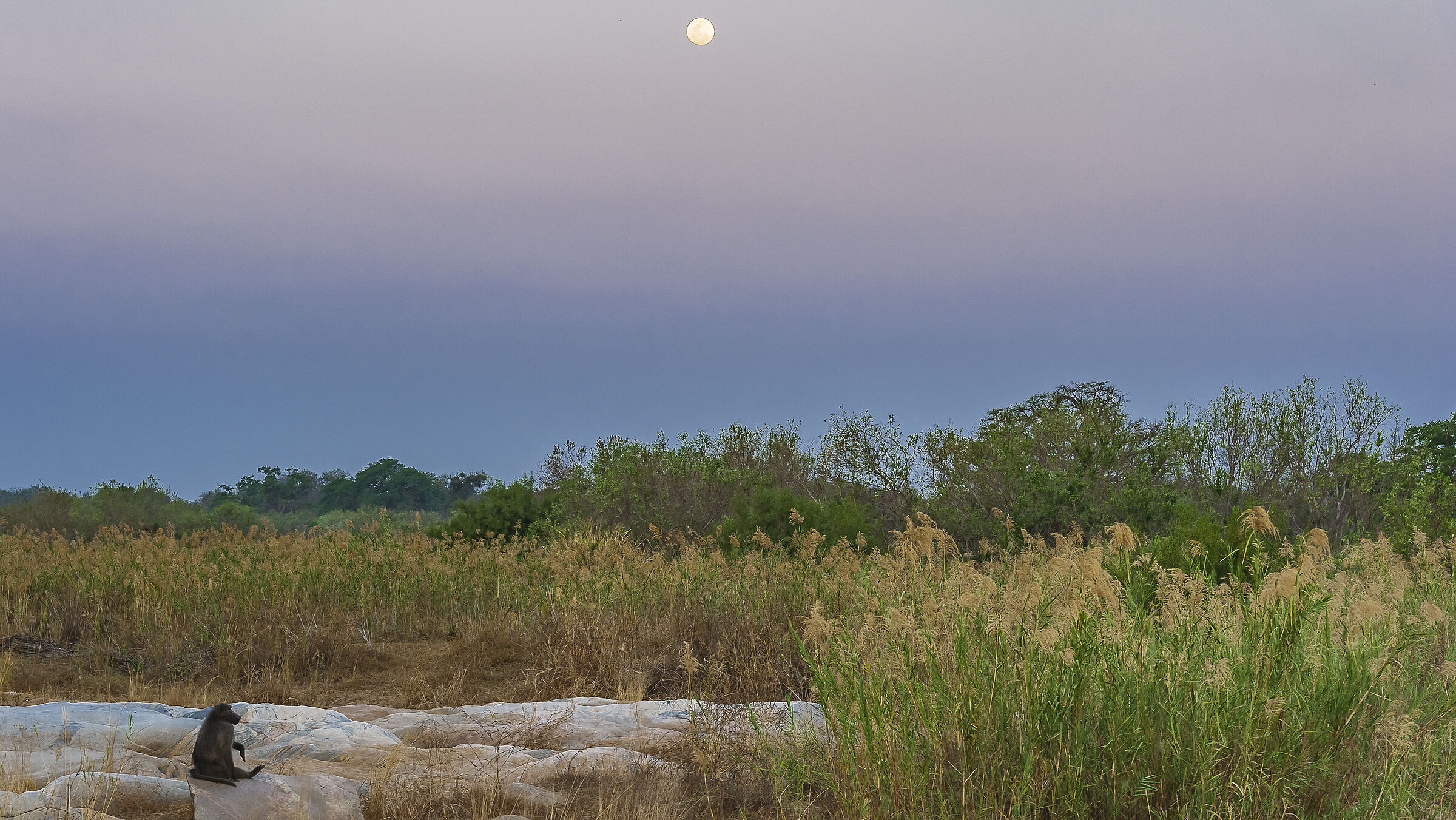 Kidnapped by the moon