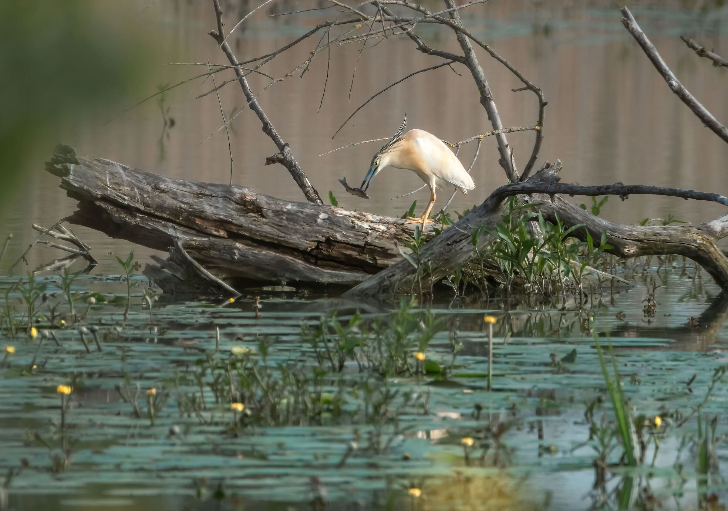 Sgarza Ciuffetto con preda