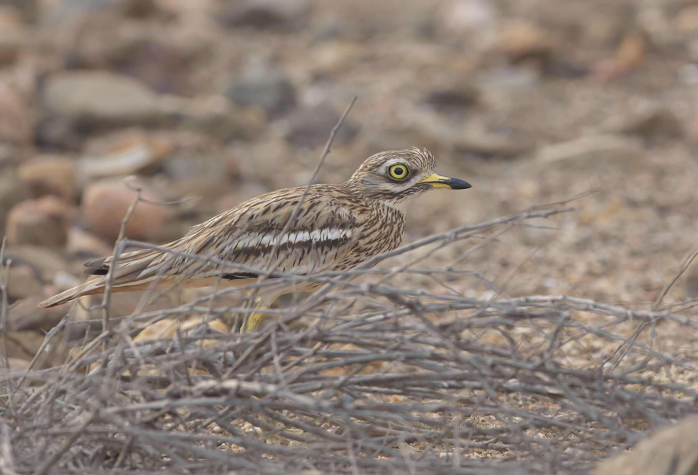 occhione...sera tardi...migliorato ACR