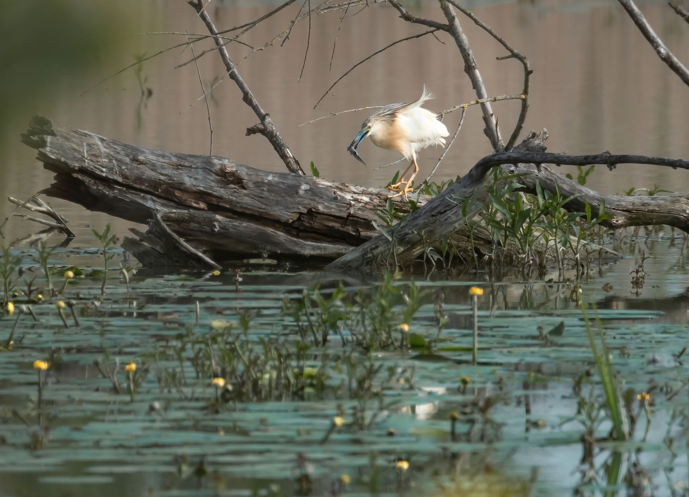 Sgarza Ciuffetto con preda