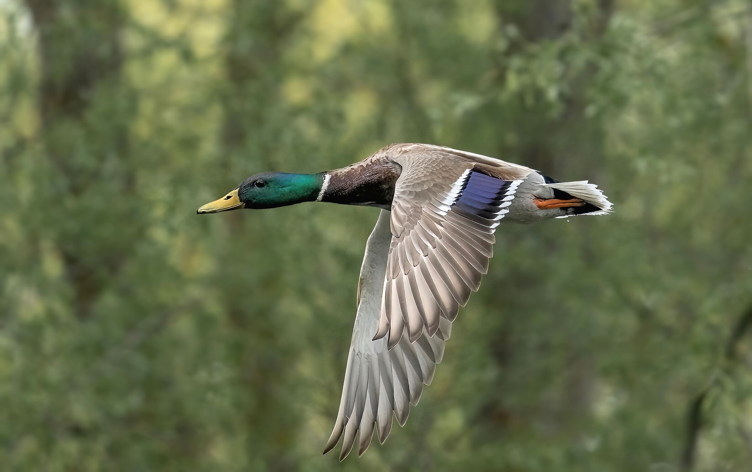 Mallard (Anas platyrhynchos)