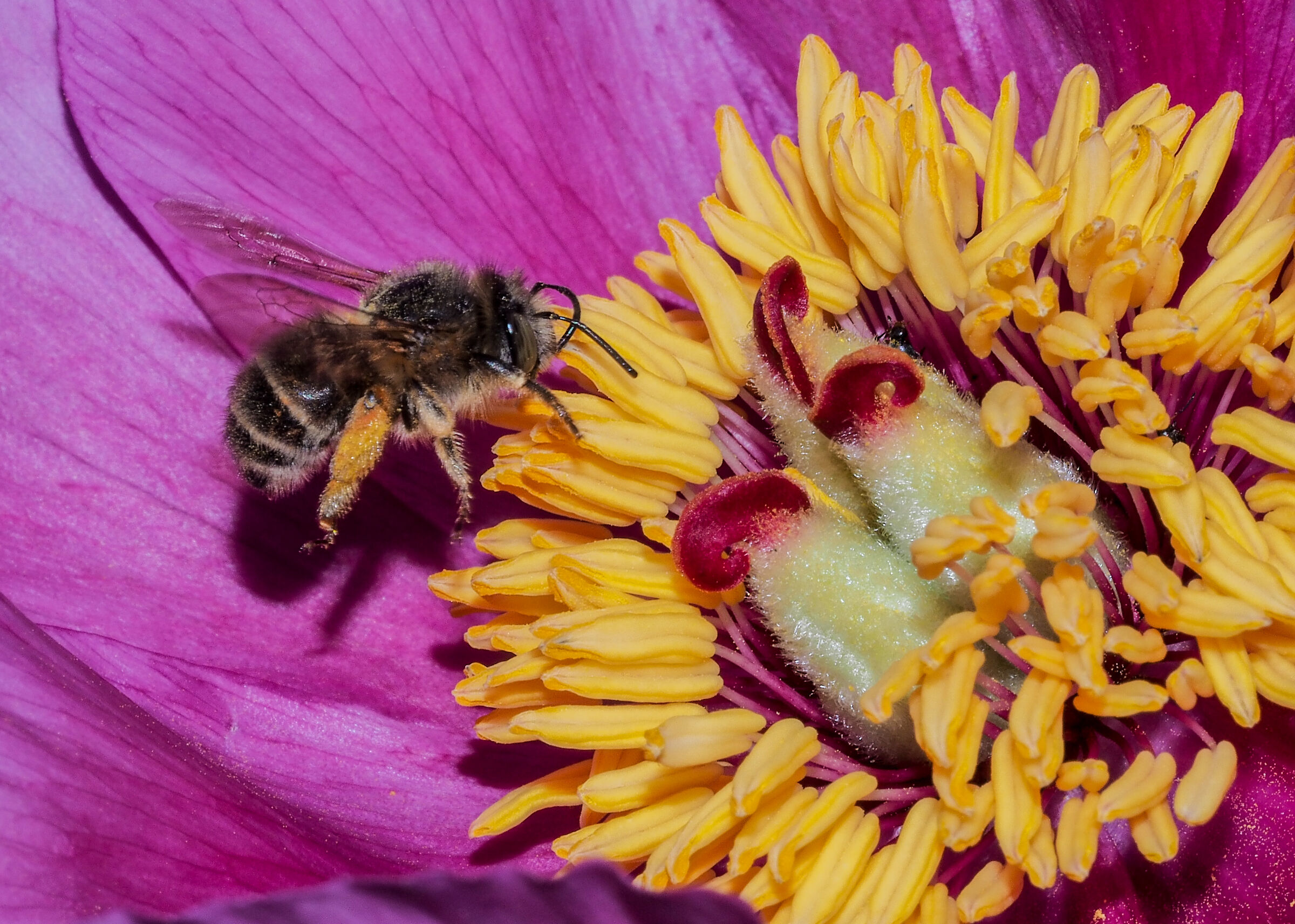 Ape su fiore di Lino
