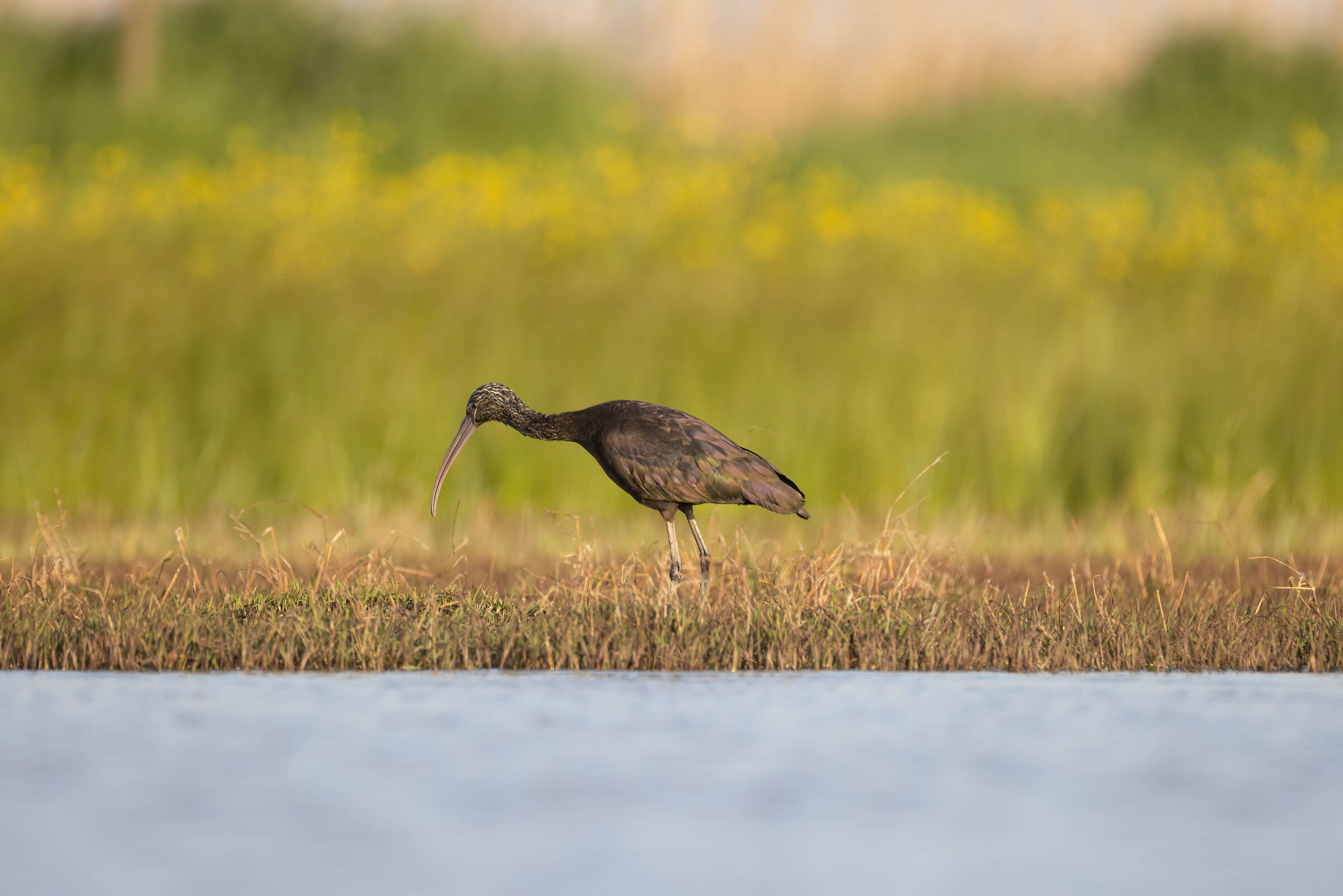 Mignattaio ambientato