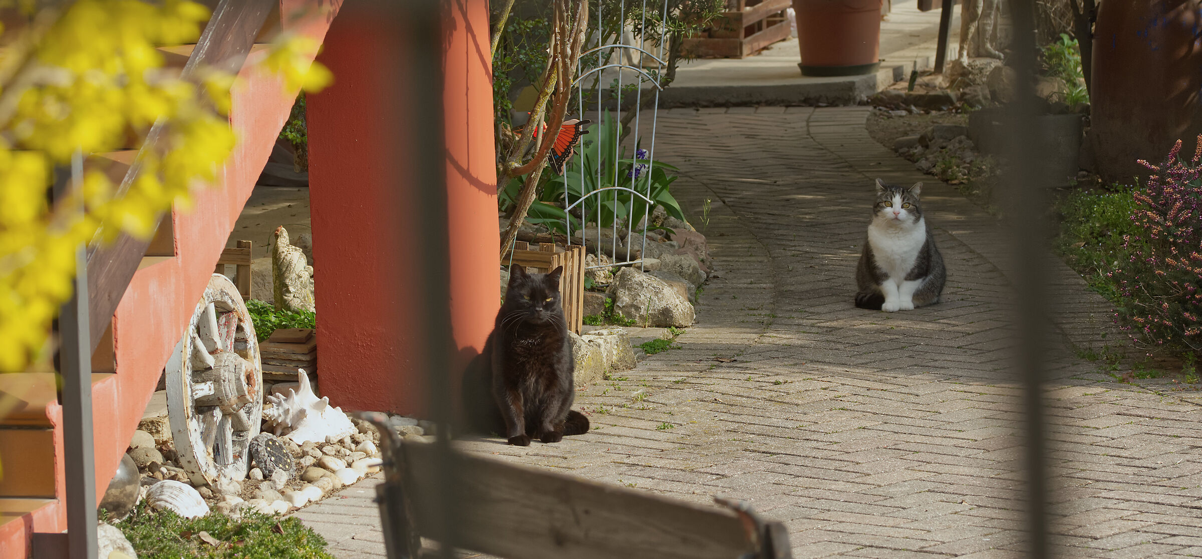 cats