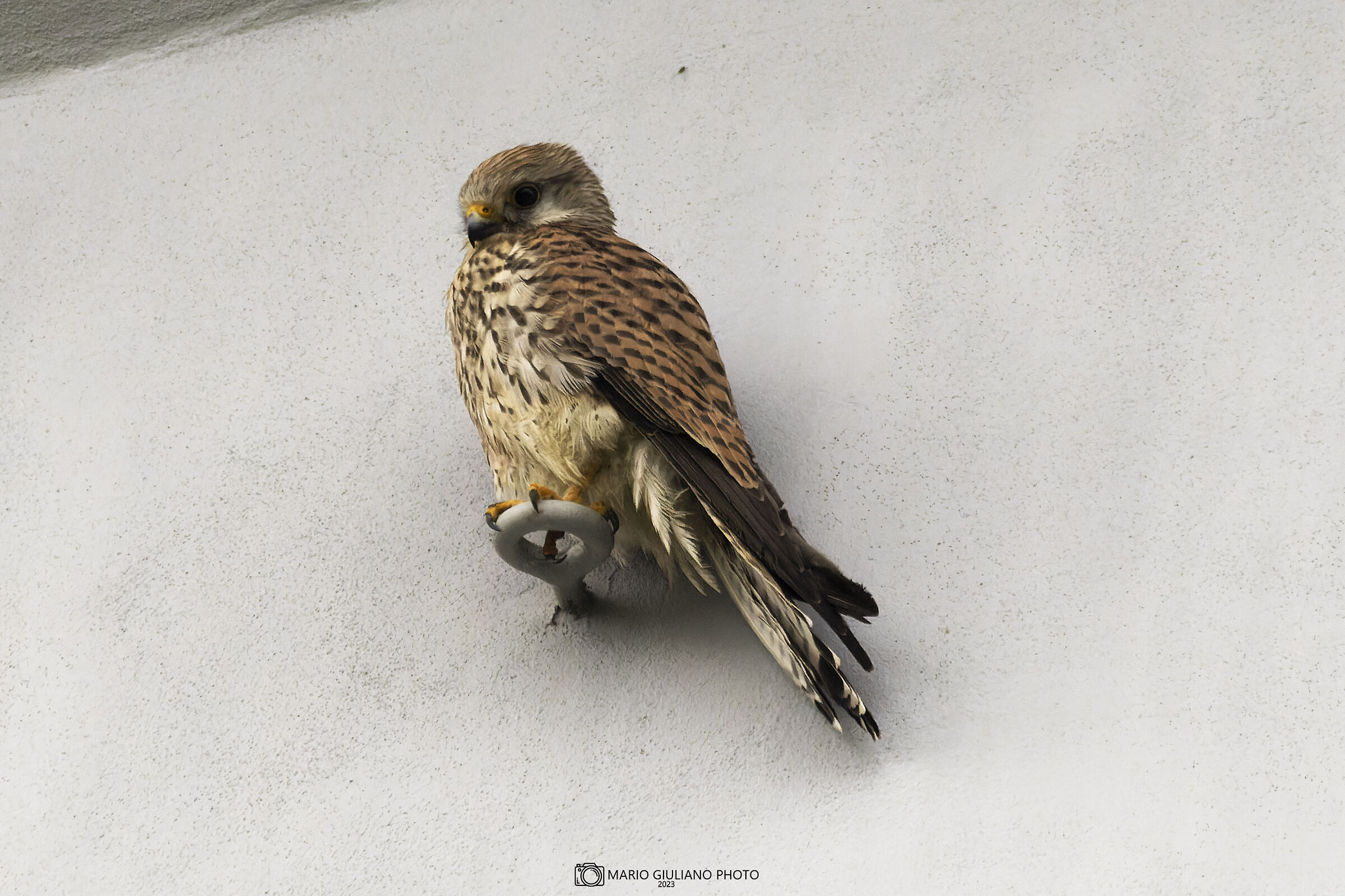 Kestrel