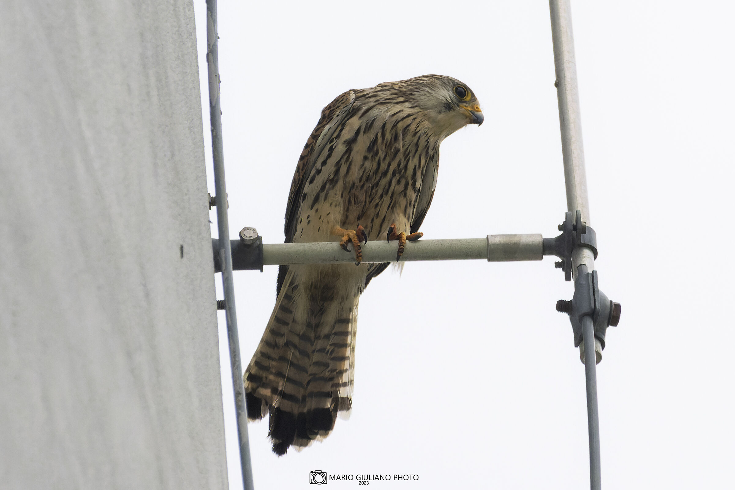 Kestrel