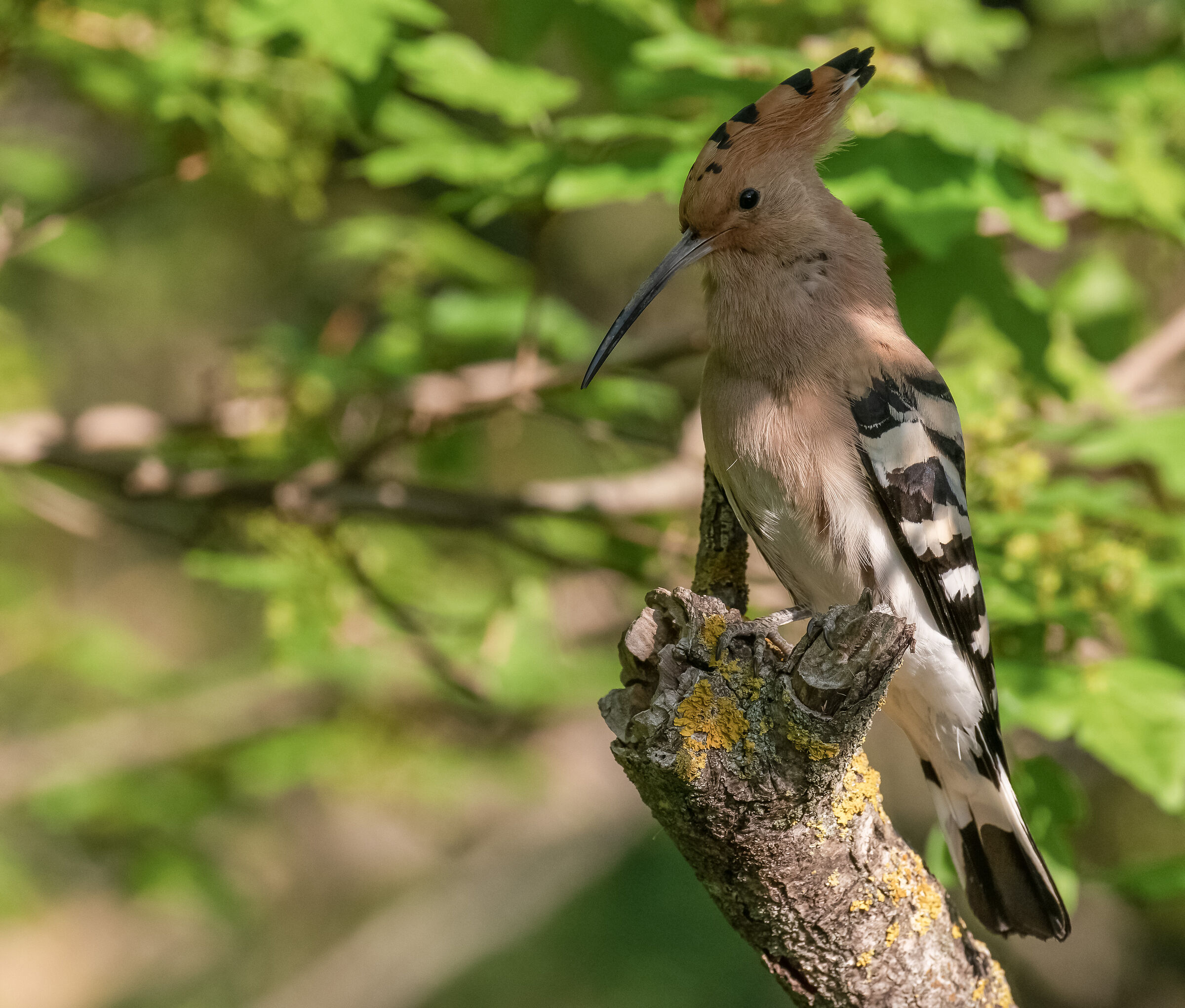 hoopoe